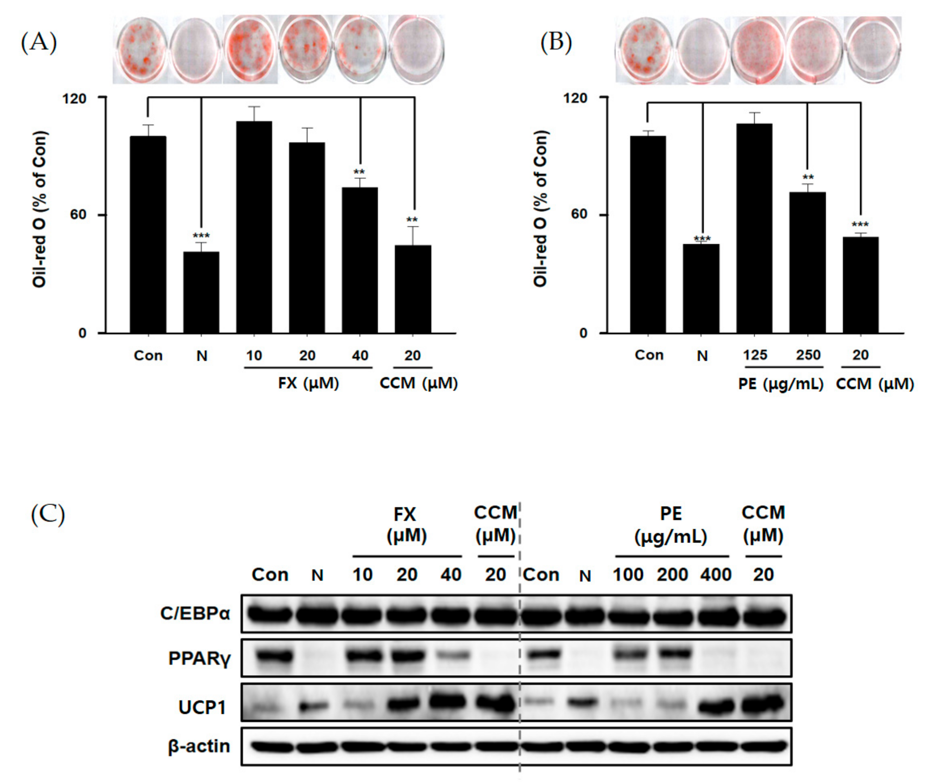 Marinedrugs 17 00311 g001