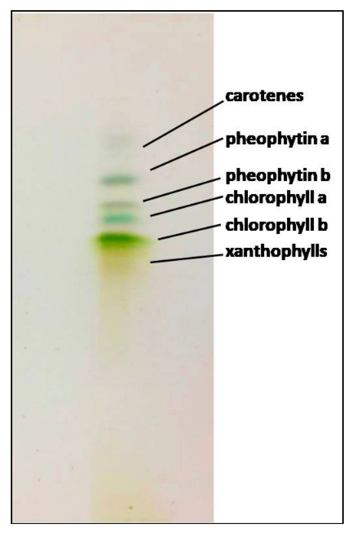 Marinedrugs 17 00313 g004