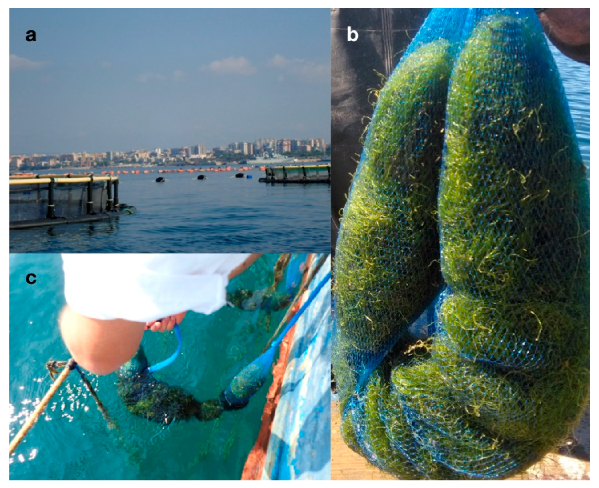 Marinedrugs 17 00313 g005