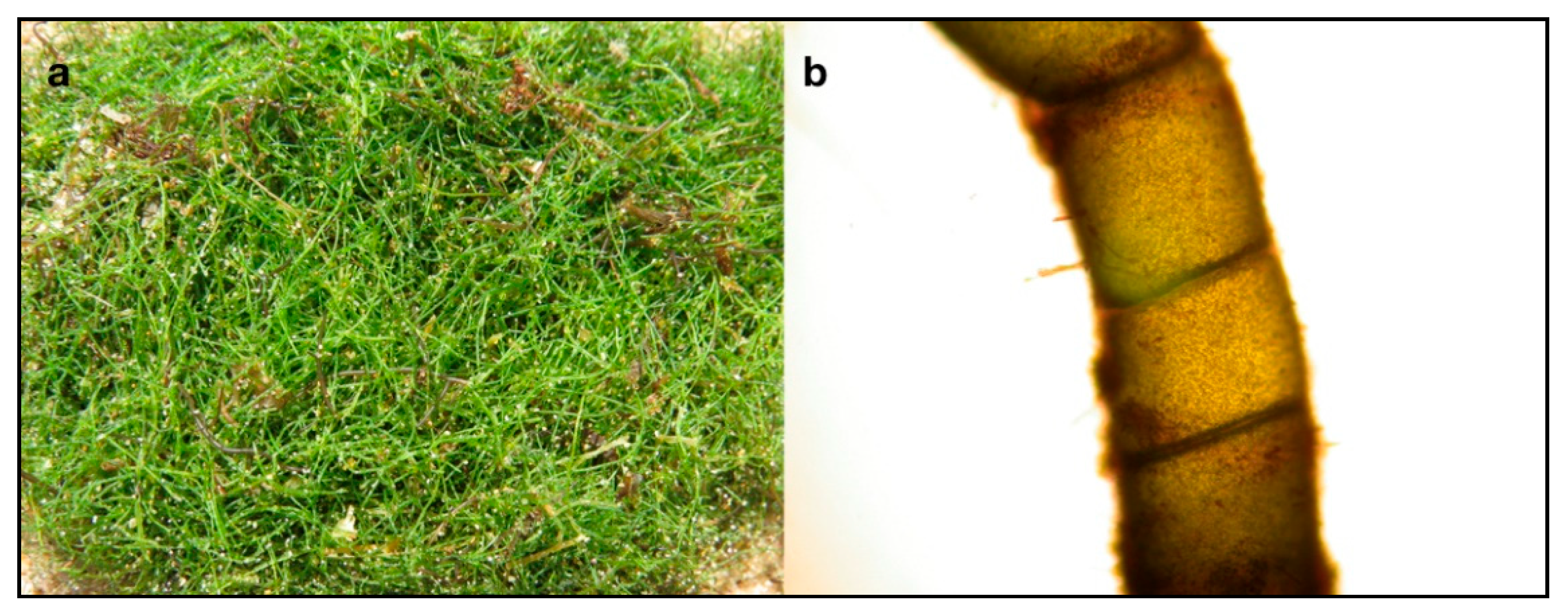 Marinedrugs 17 00313 g006