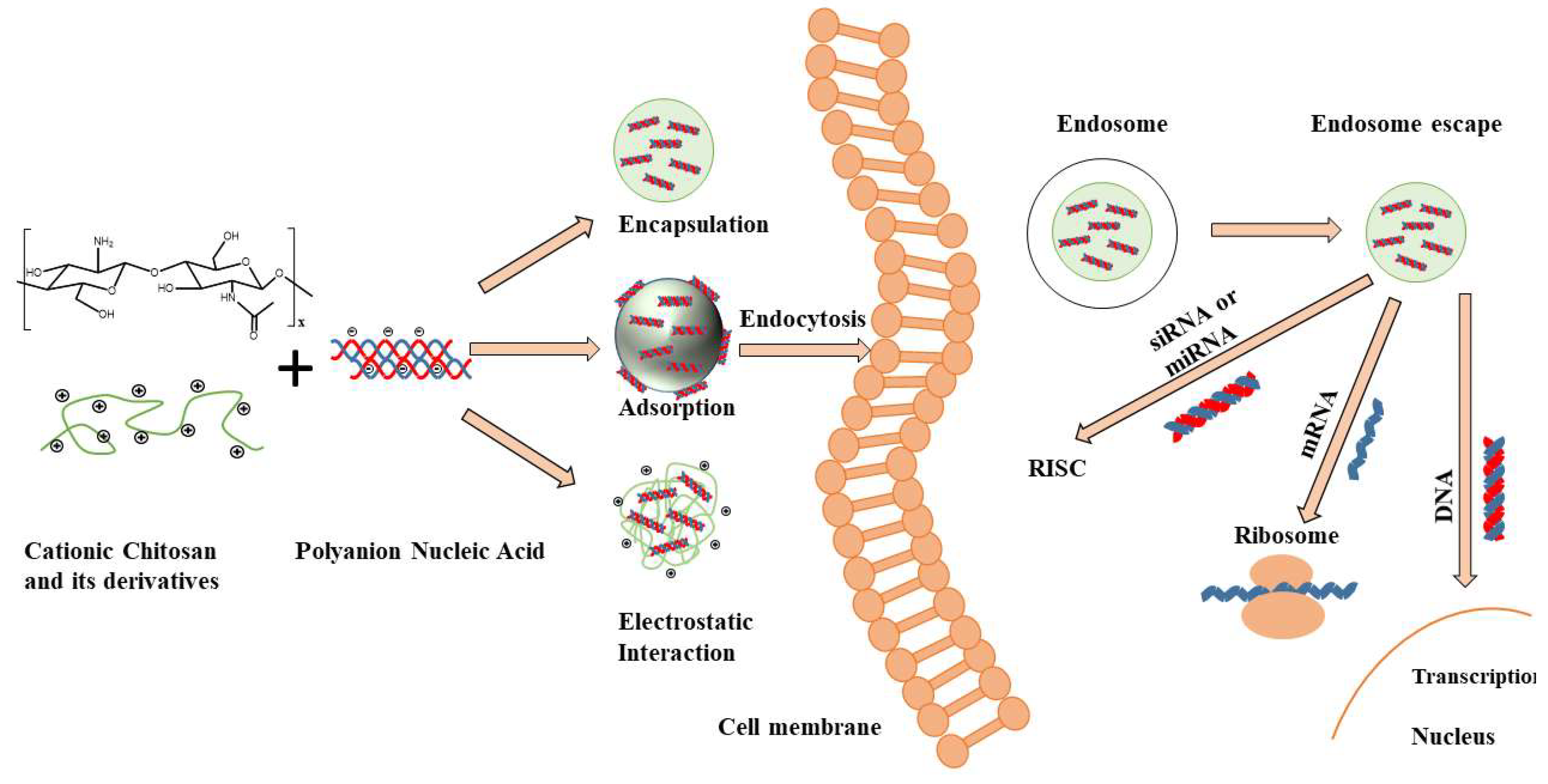 Marinedrugs 17 00381 g001