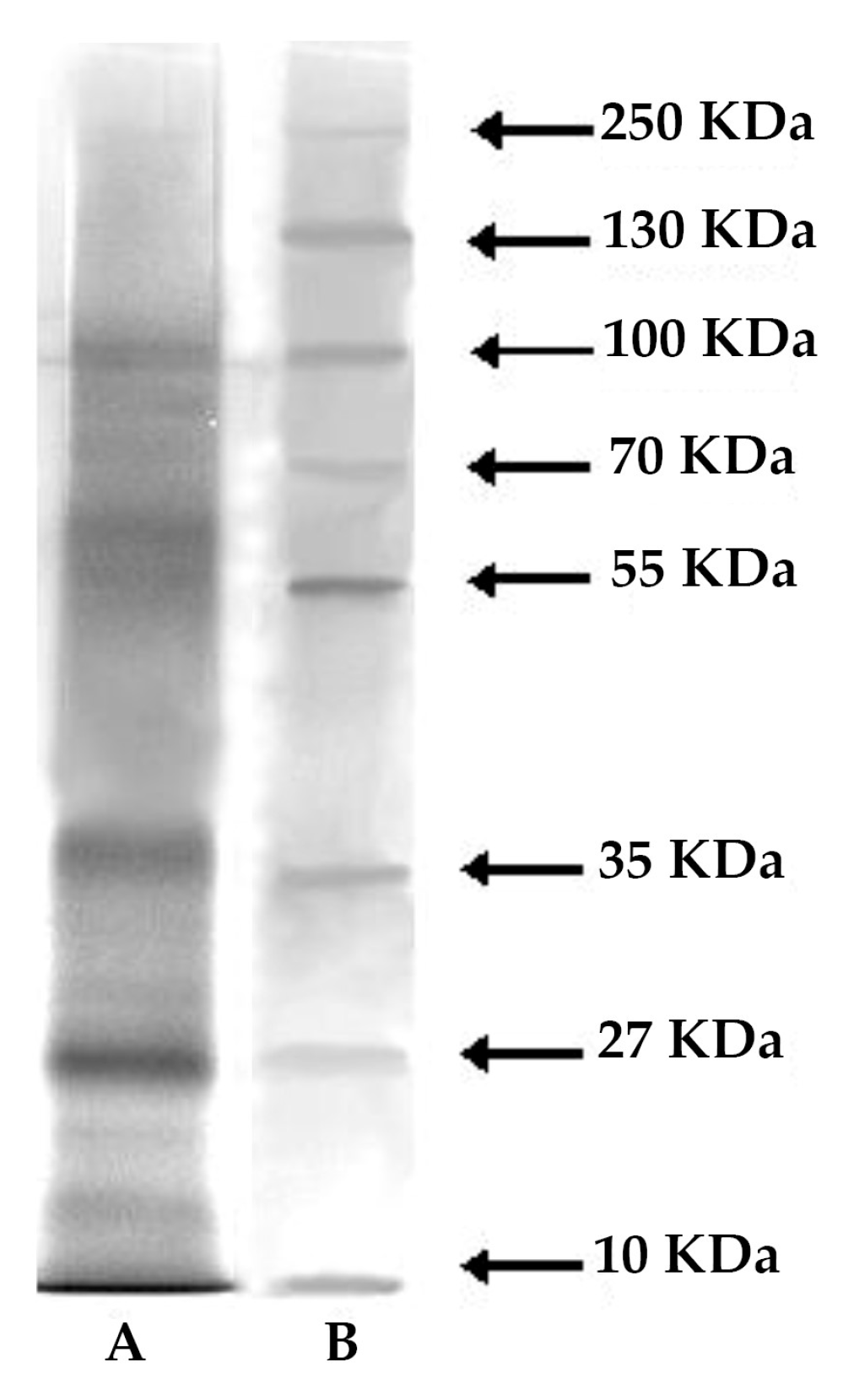 Marinedrugs 17 00396 g007