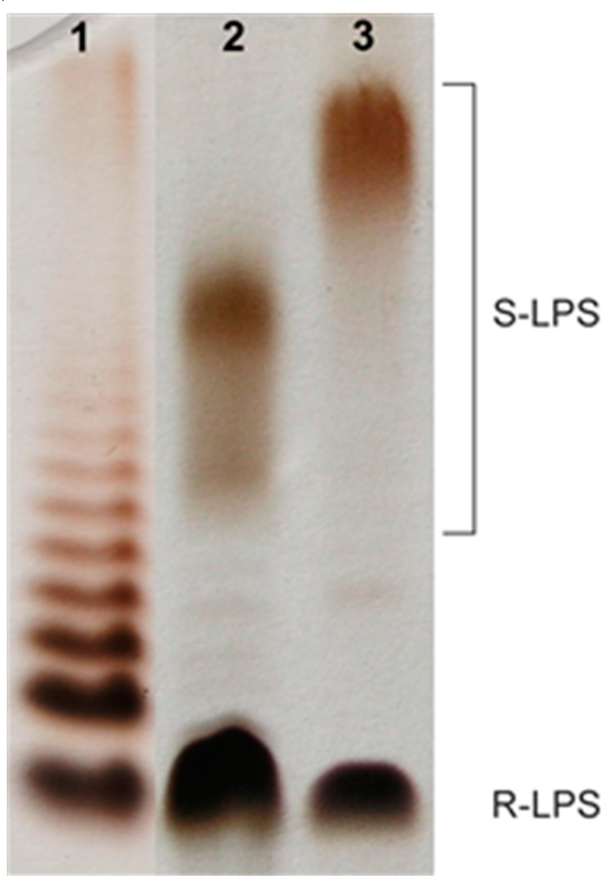 Marinedrugs 17 00399 g001