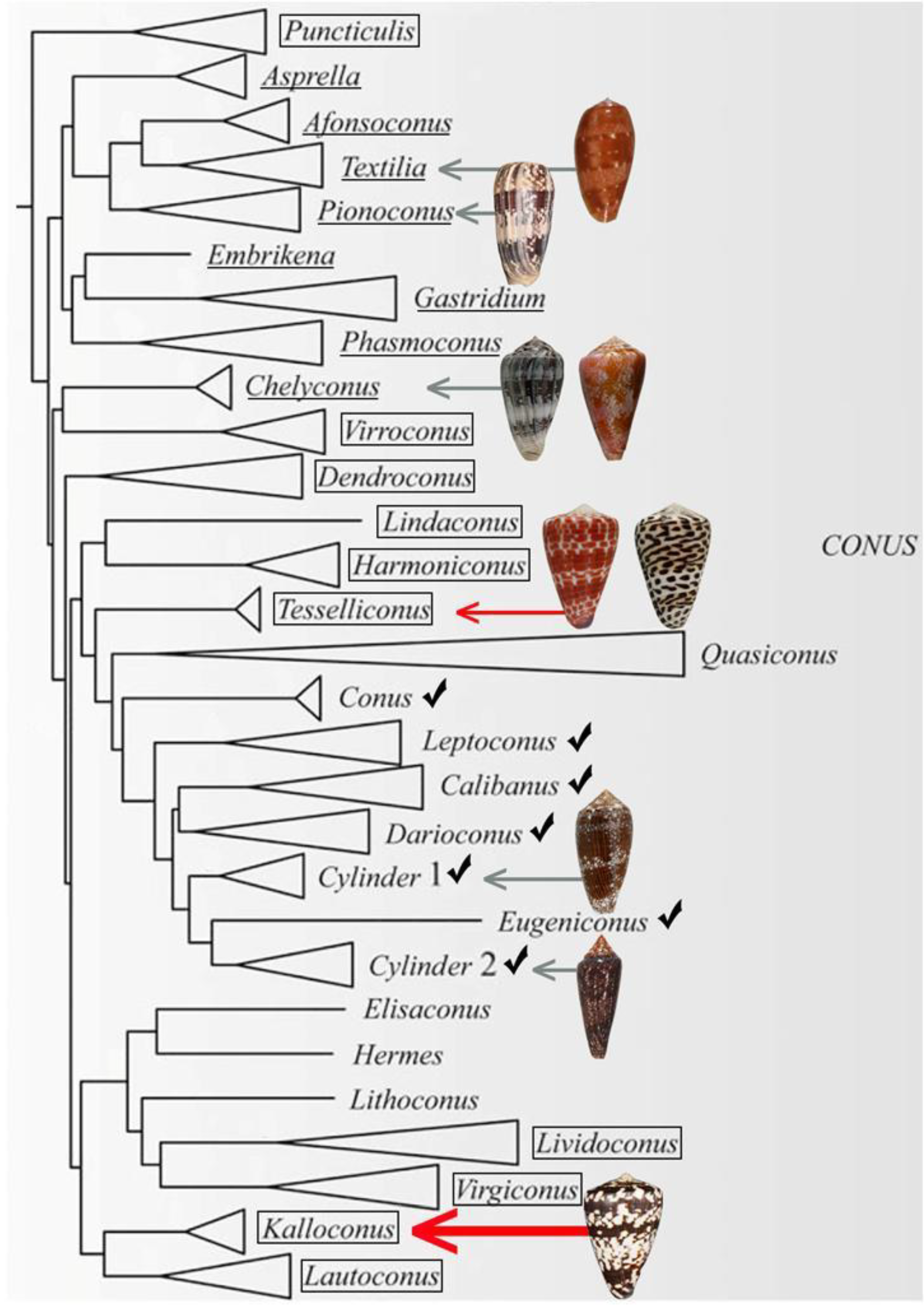 Marinedrugs 17 00432 g001
