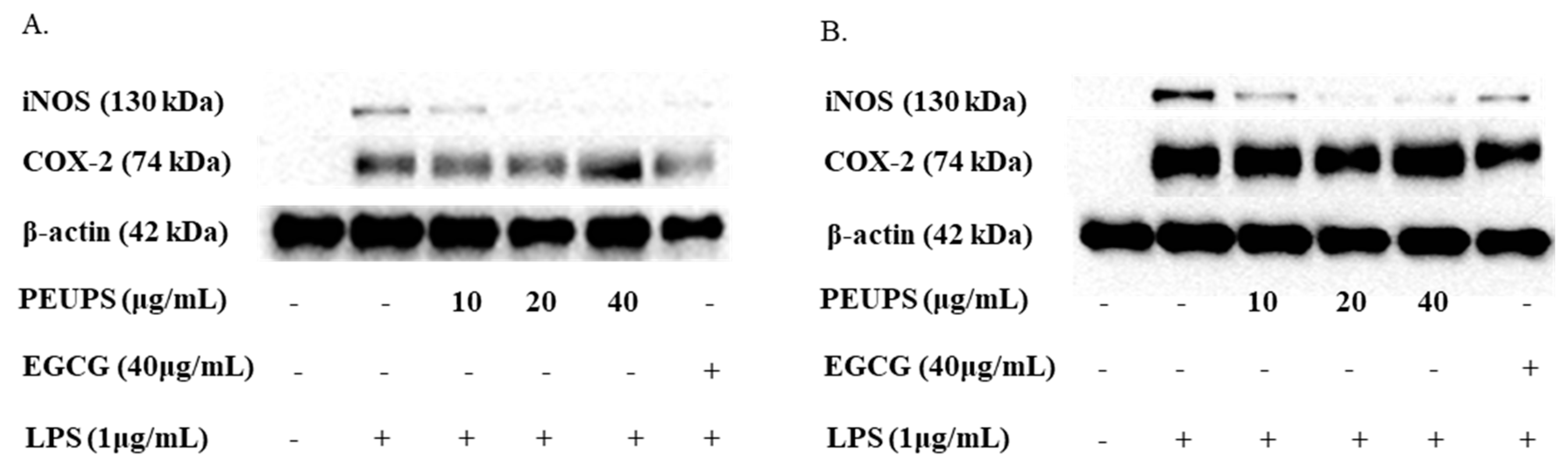 Marinedrugs 17 00434 g005