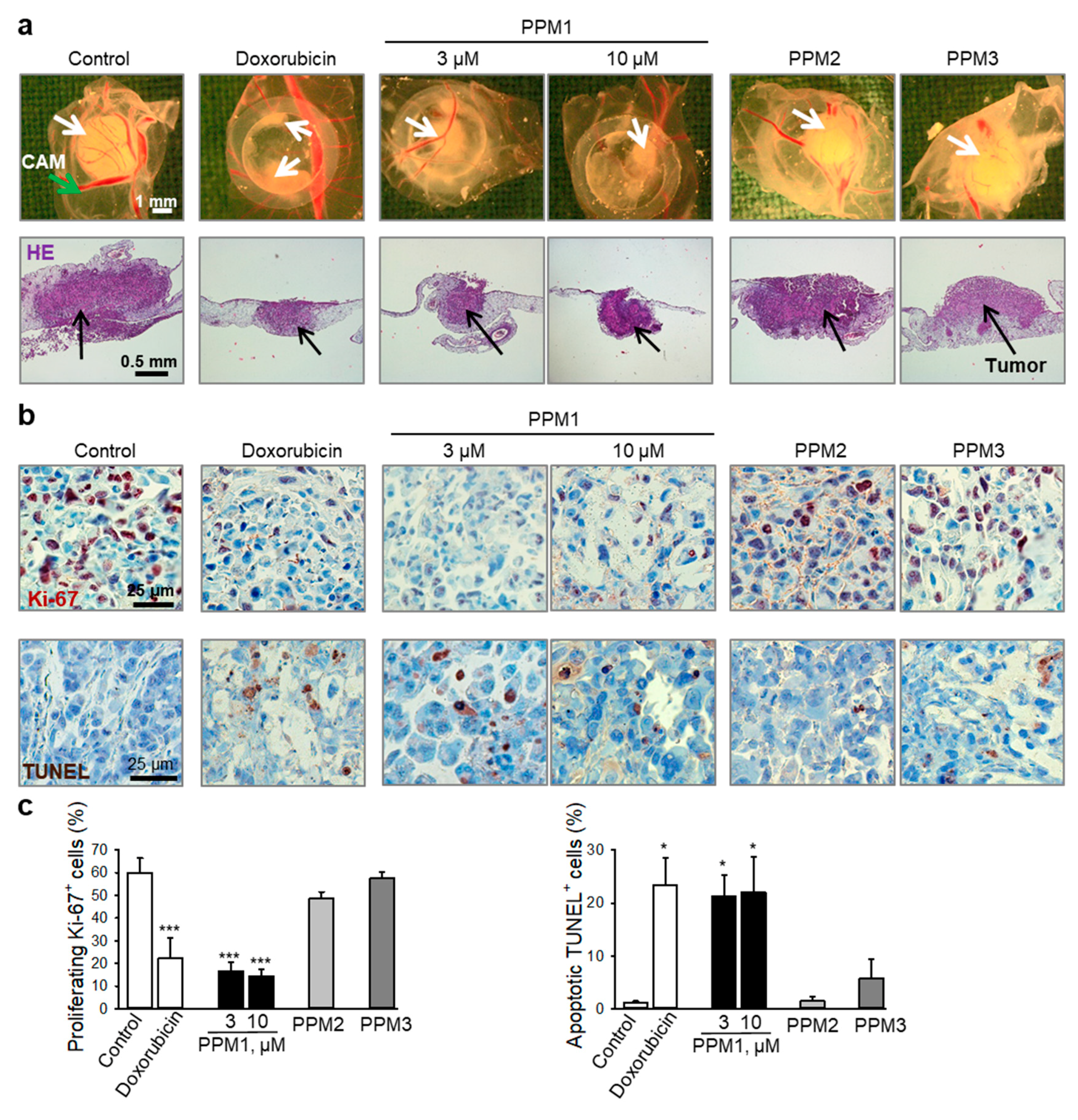 Marinedrugs 17 00437 g007