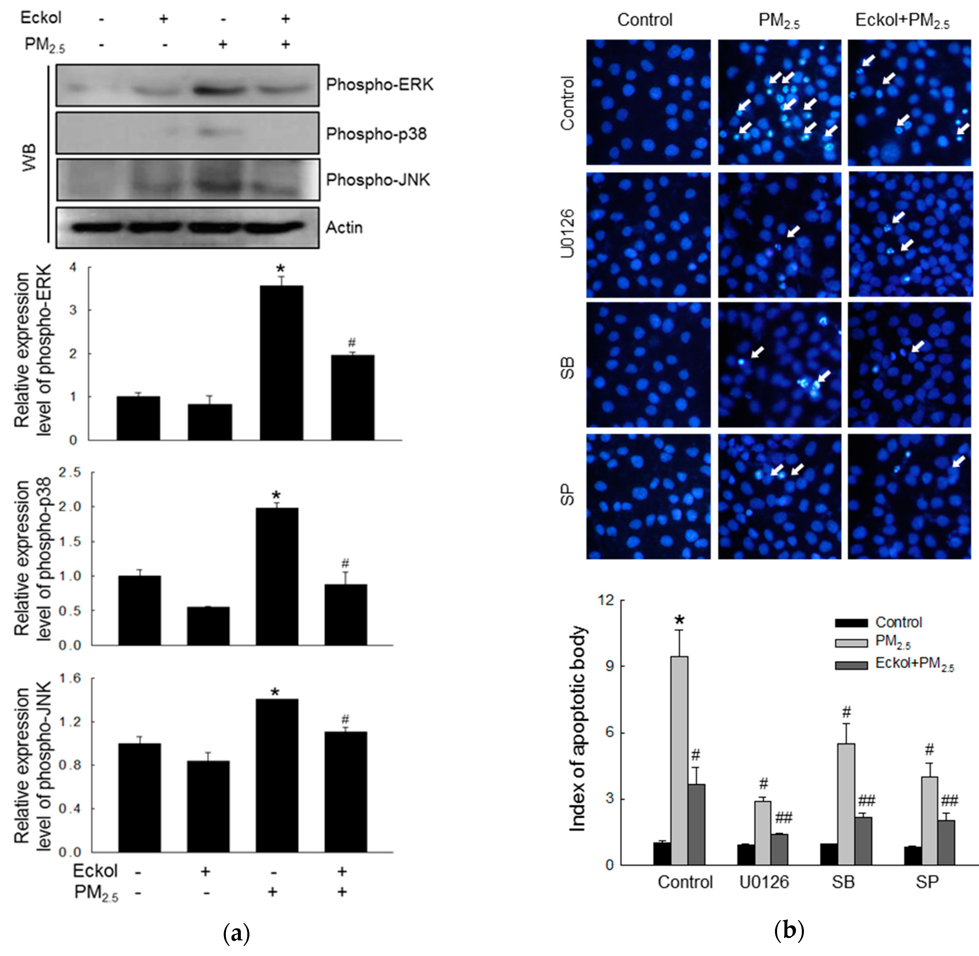 Marinedrugs 17 00444 g005
