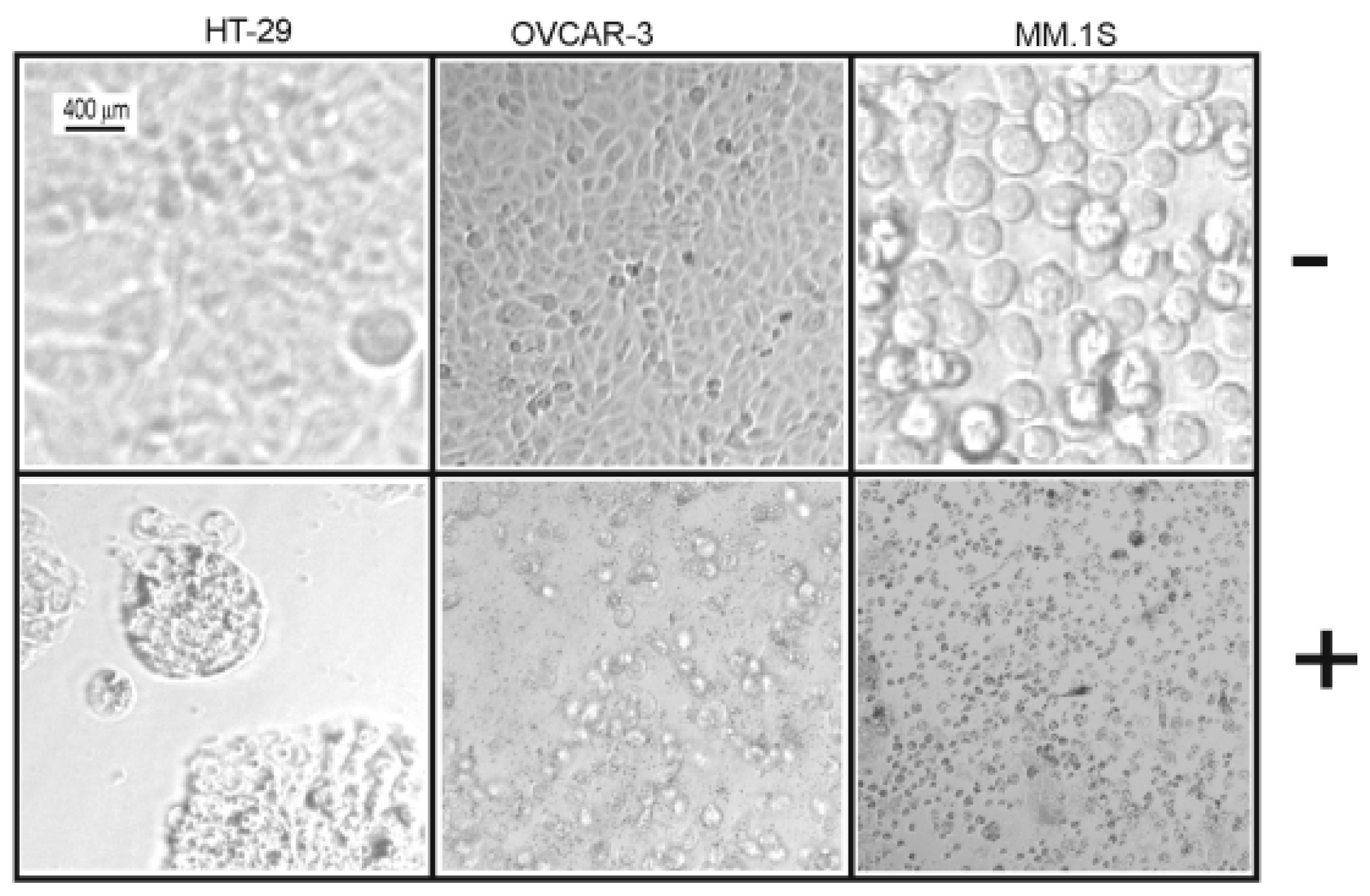 Marinedrugs 17 00465 g004