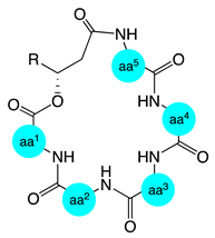 Marinedrugs 17 00475 i001