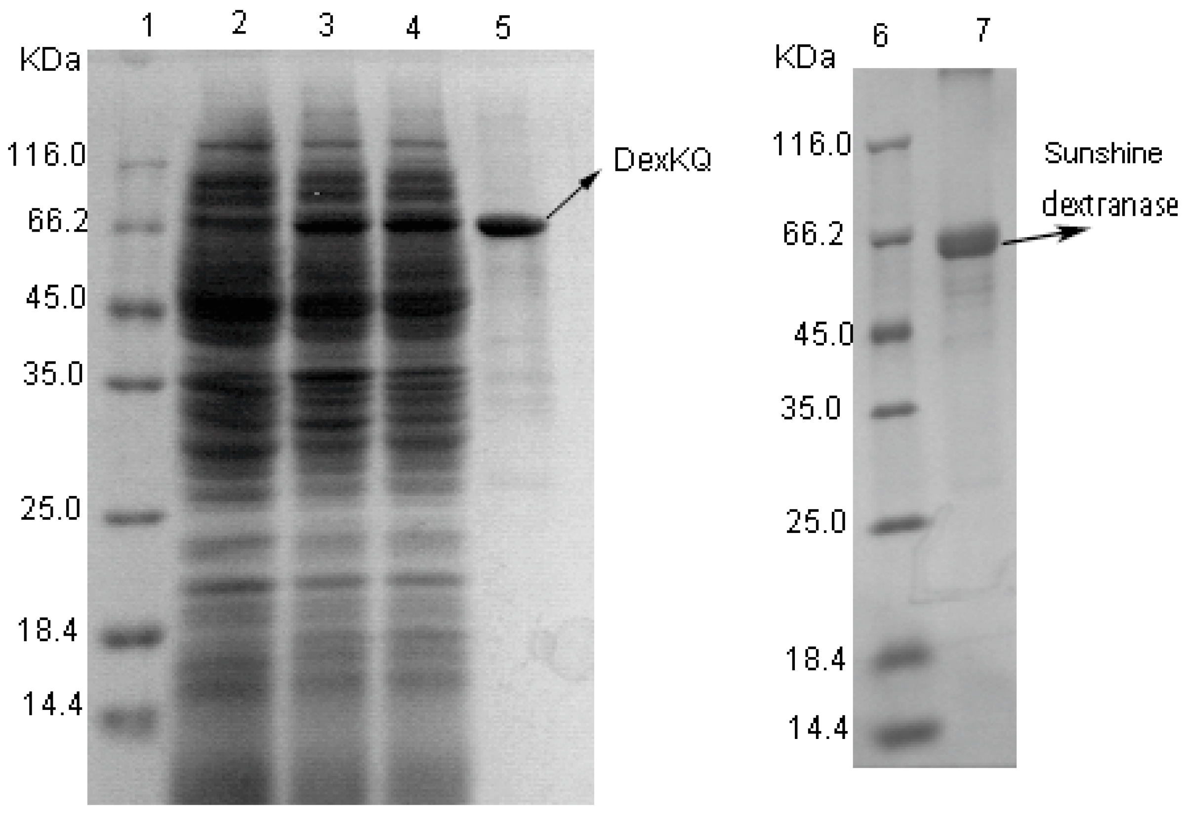 Marinedrugs 17 00479 g004 Marinedrugs 17 00479 g004