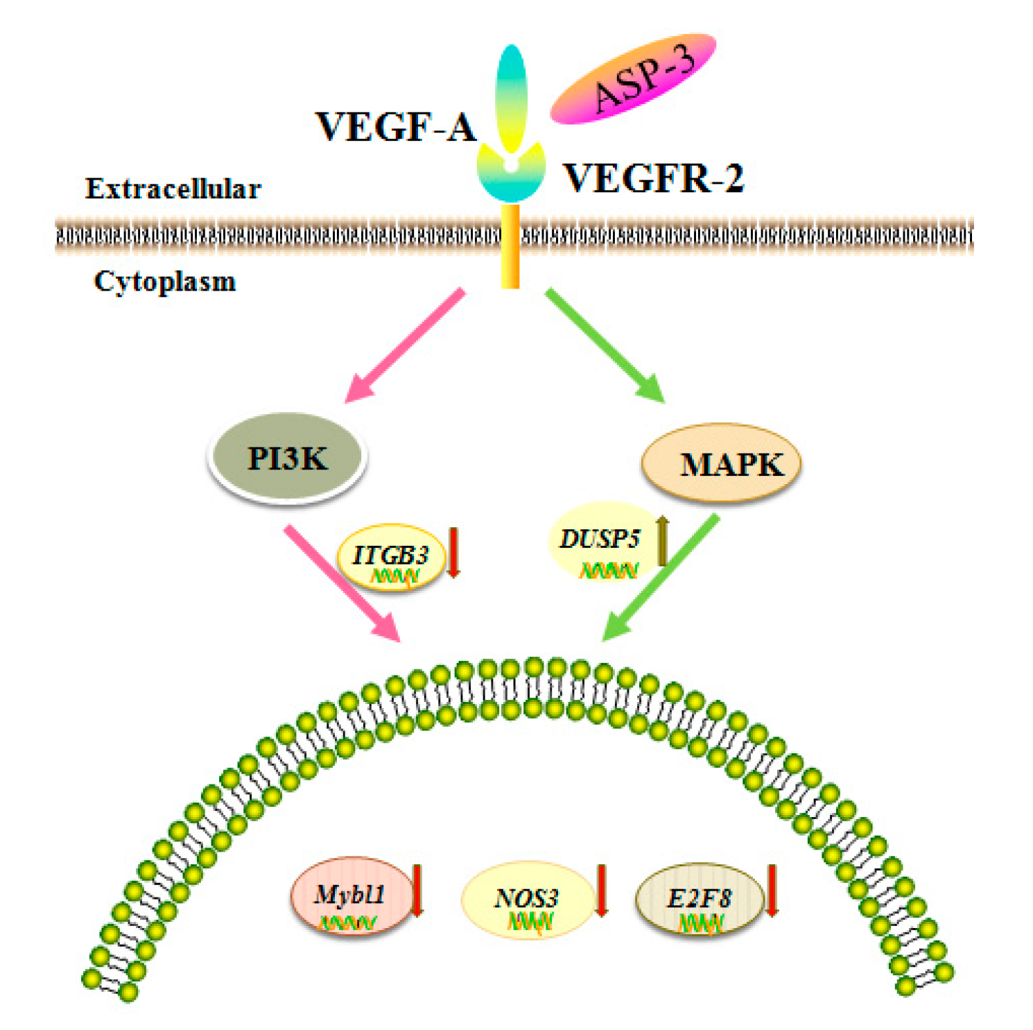 Marinedrugs 17 00528 g012