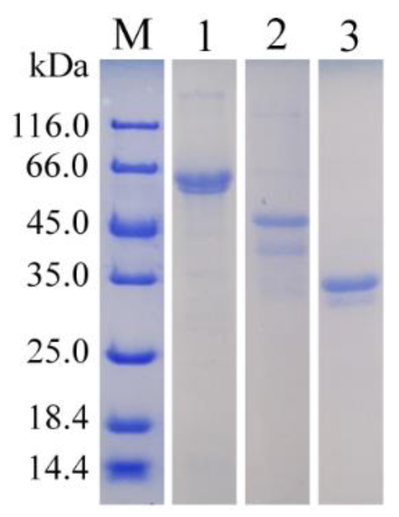 Marinedrugs 17 00545 g003
