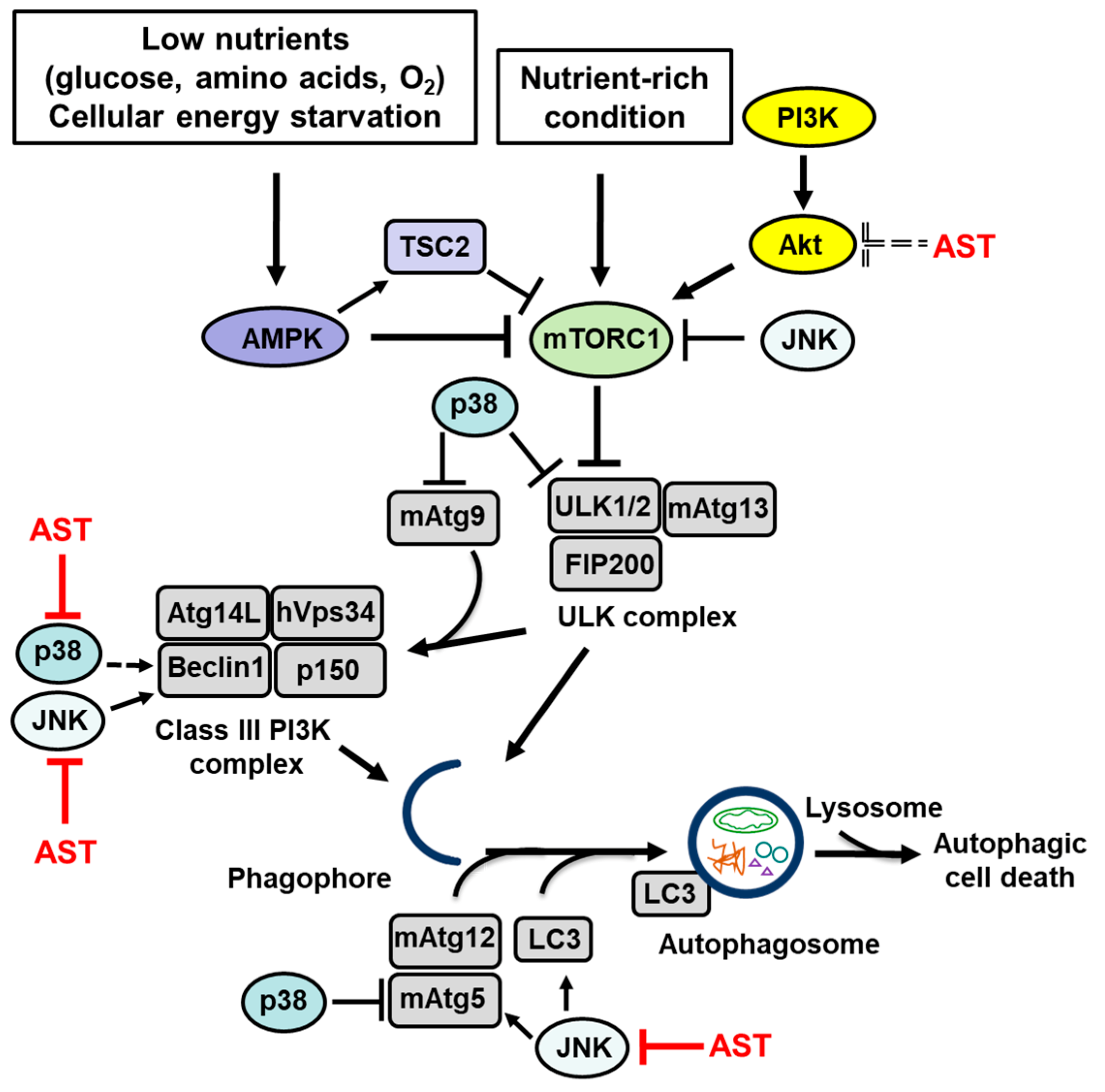 Marinedrugs 17 00546 g001