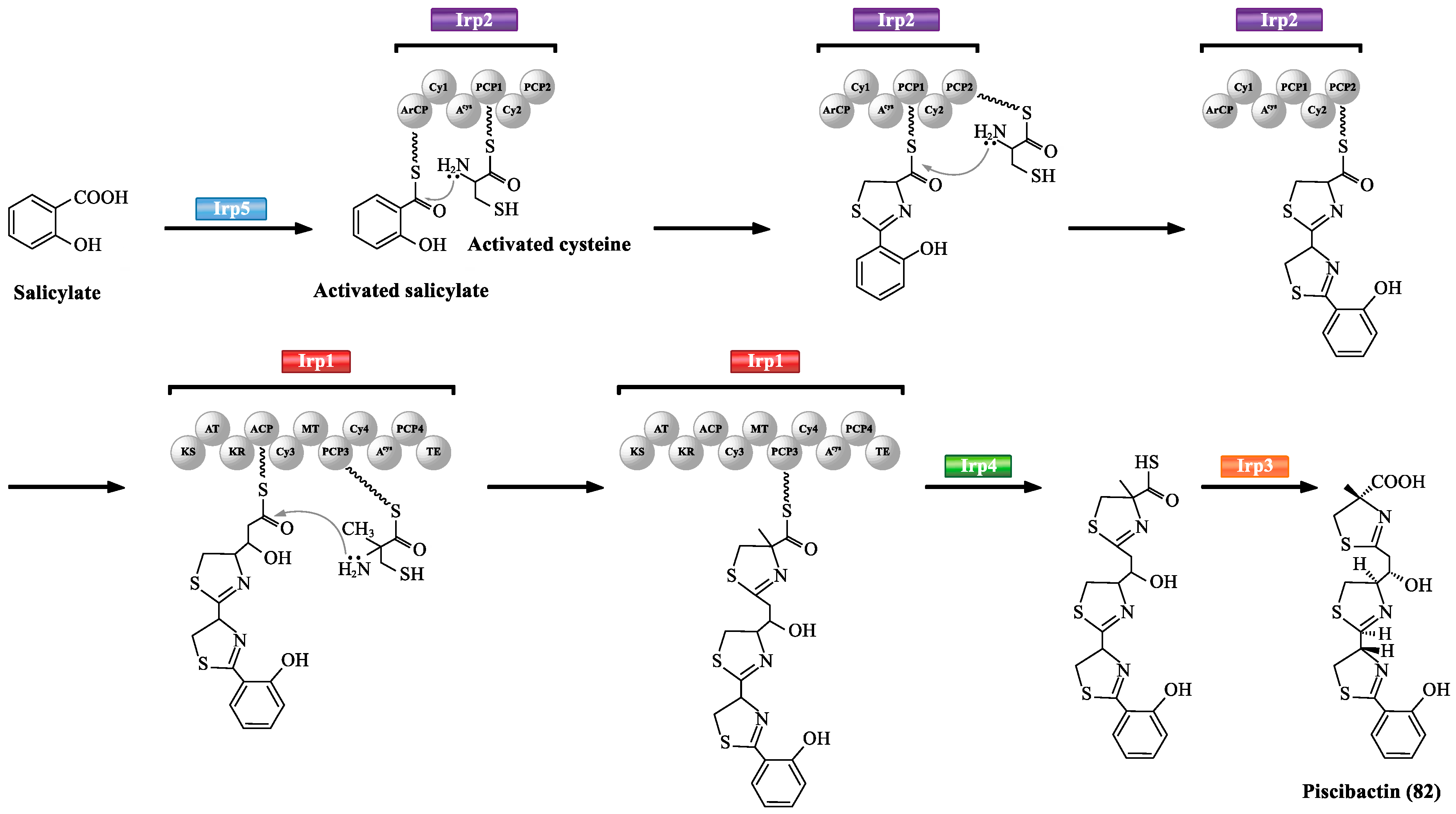 Marinedrugs 17 00562 sch004