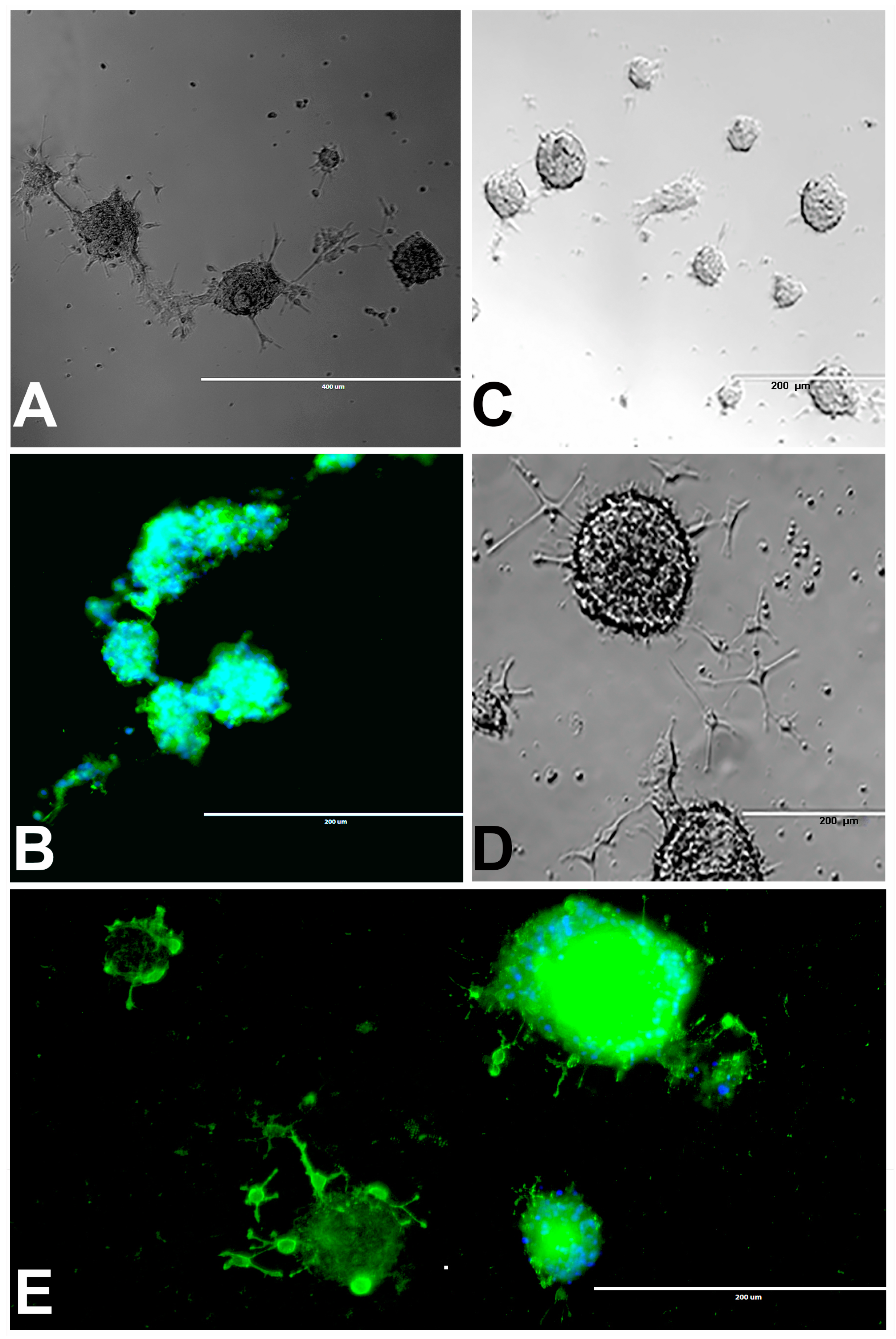 Marinedrugs 17 00566 g002