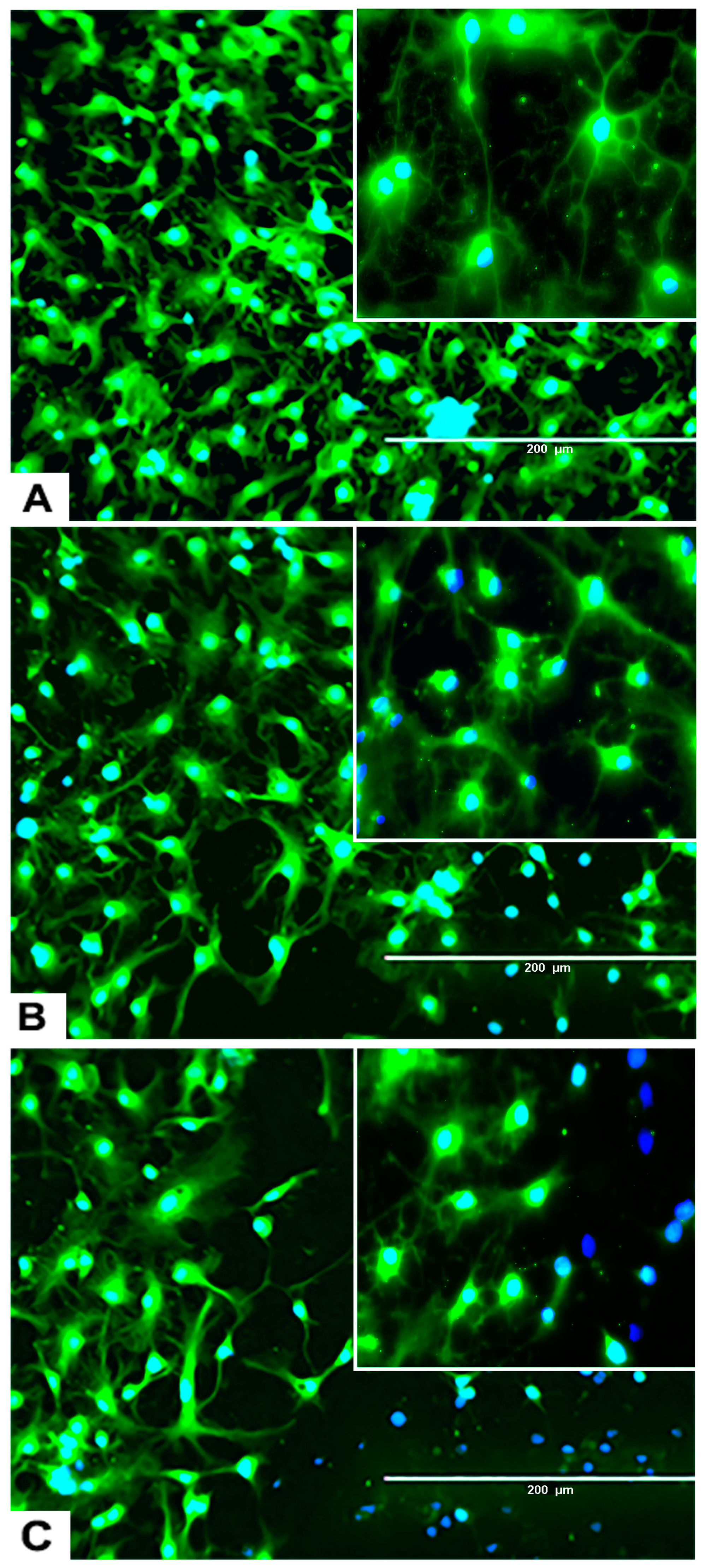 Marinedrugs 17 00566 g006