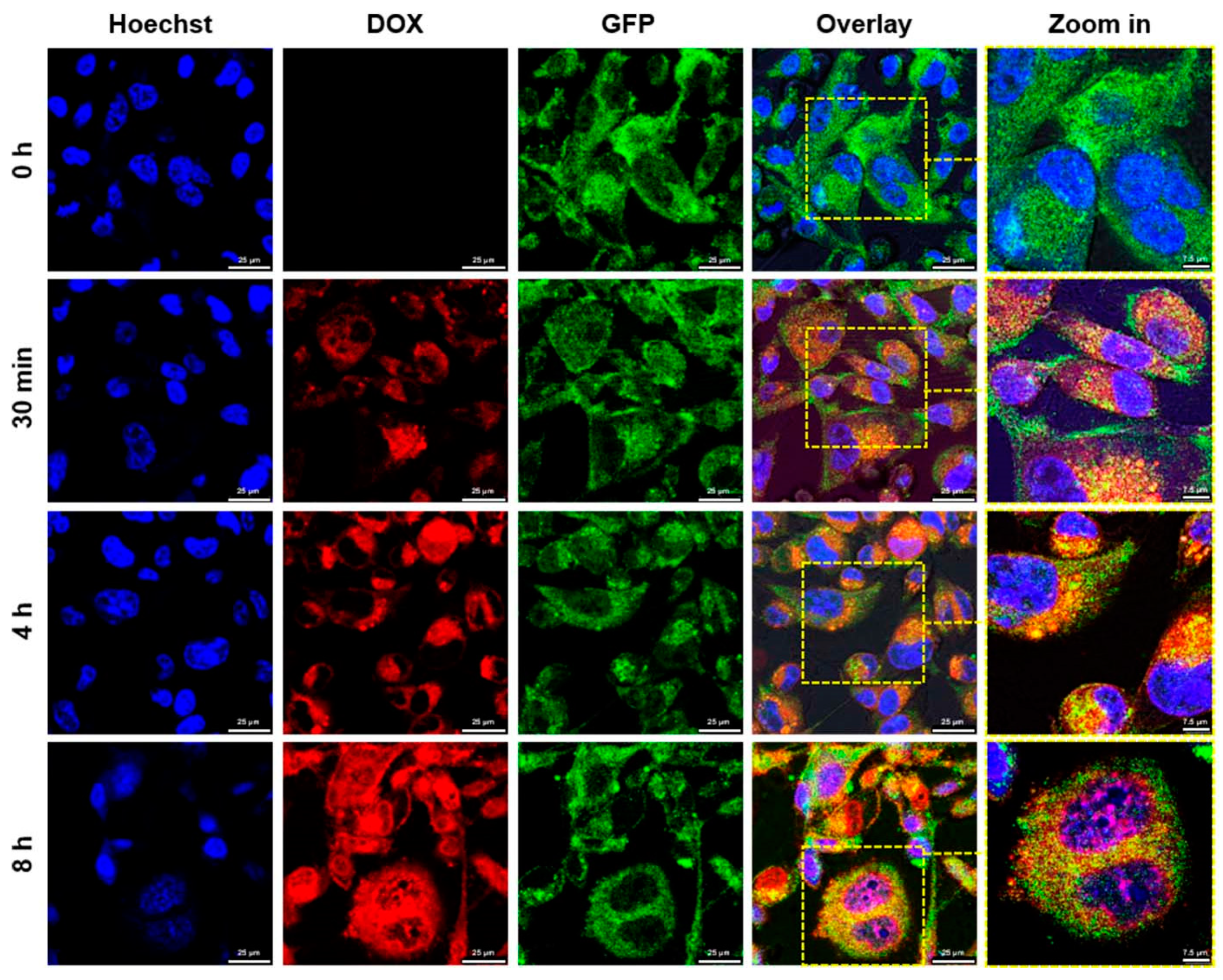 Marinedrugs 17 00581 g005