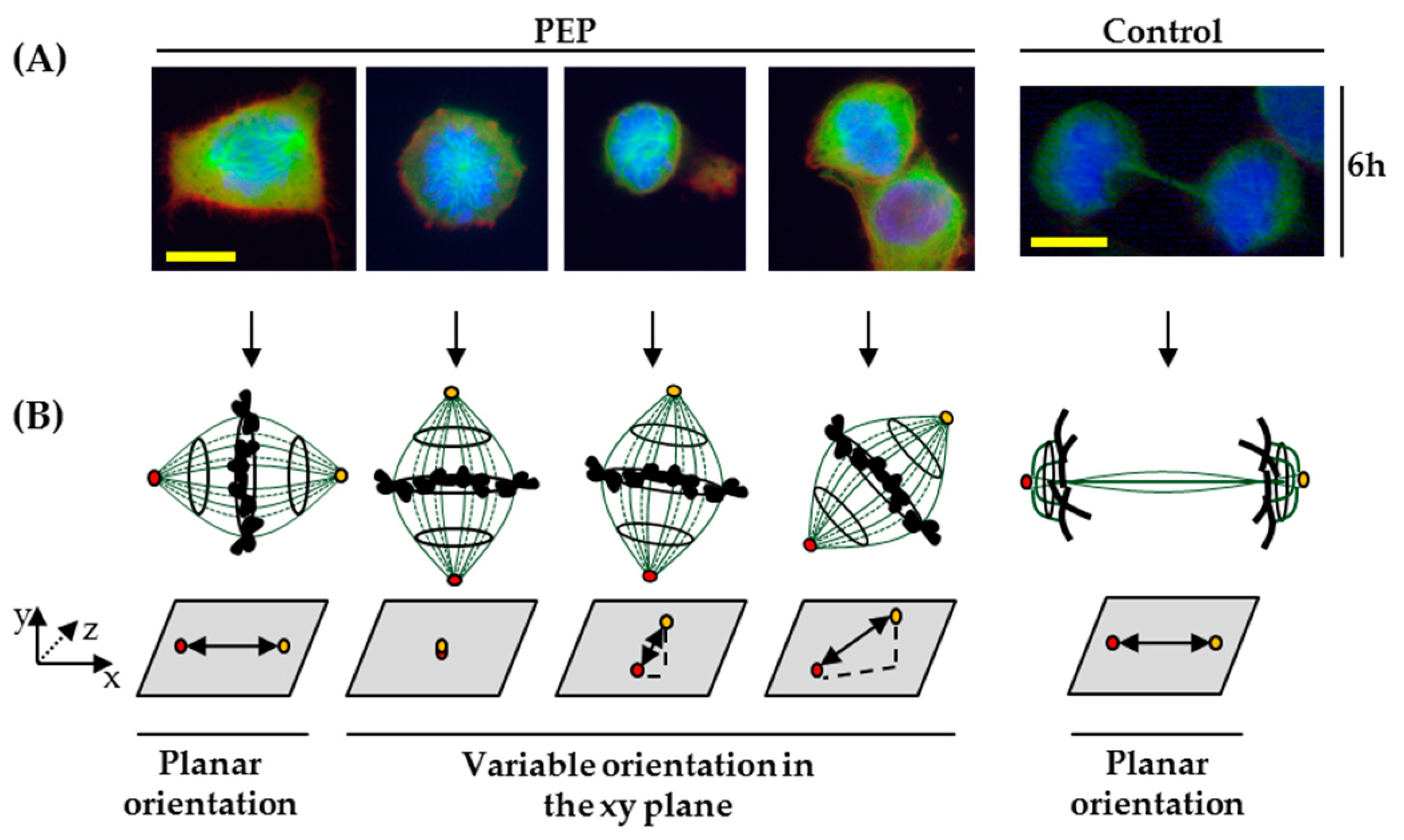 Marinedrugs 17 00585 g008