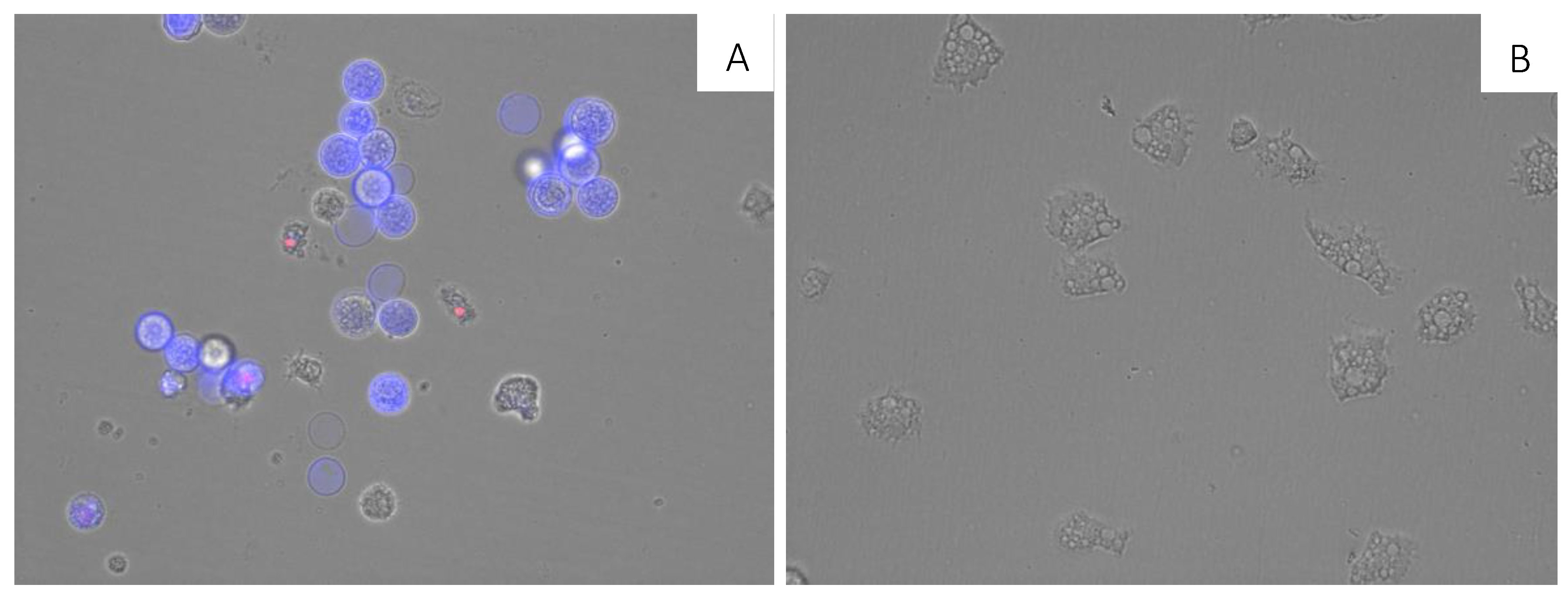 Marinedrugs 17 00588 g003 Marinedrugs 17 00588 g003