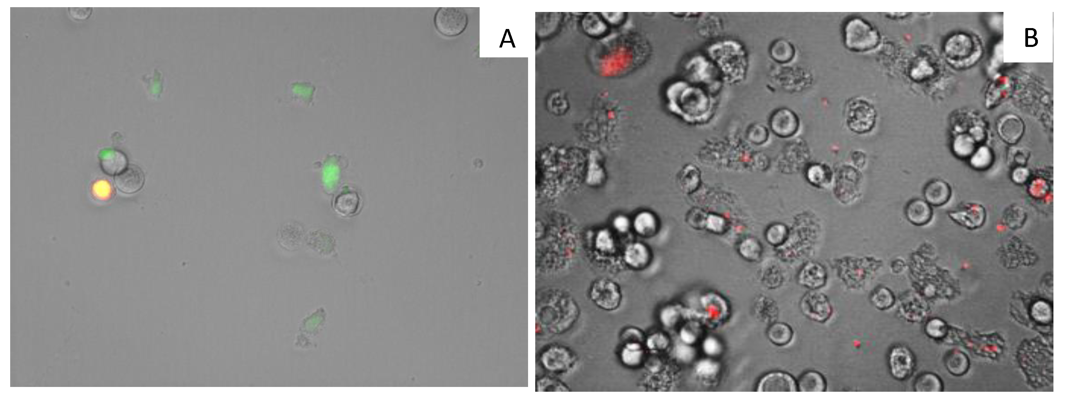 Marinedrugs 17 00588 g004 Marinedrugs 17 00588 g004