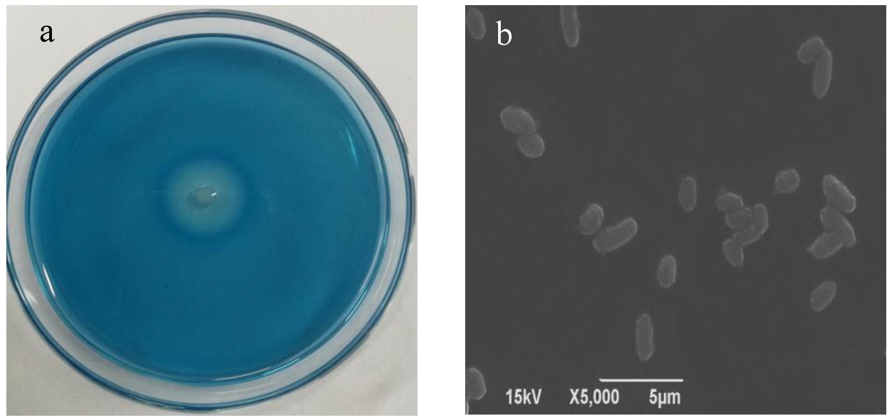 Marinedrugs 17 00592 g001