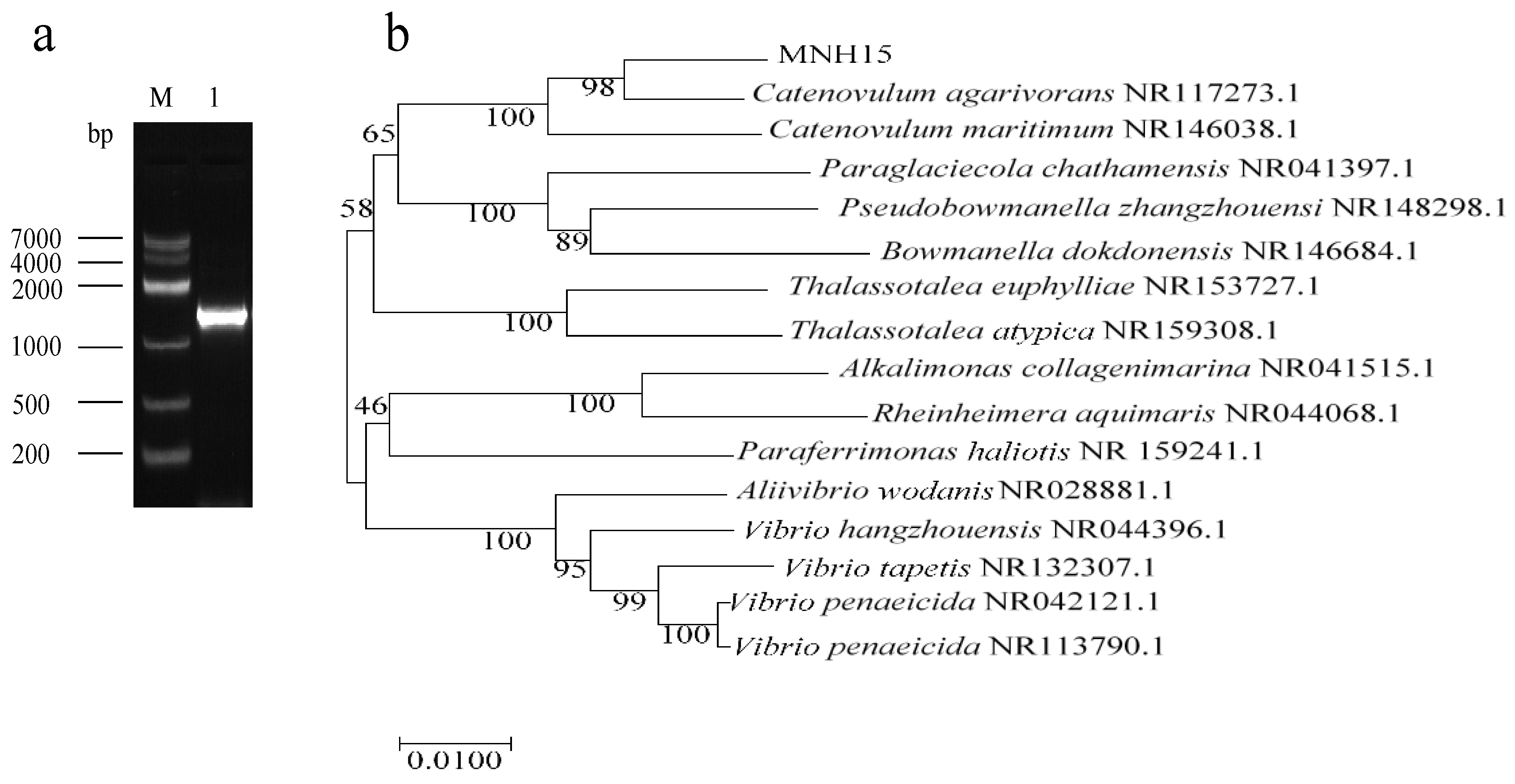 Marinedrugs 17 00592 g002