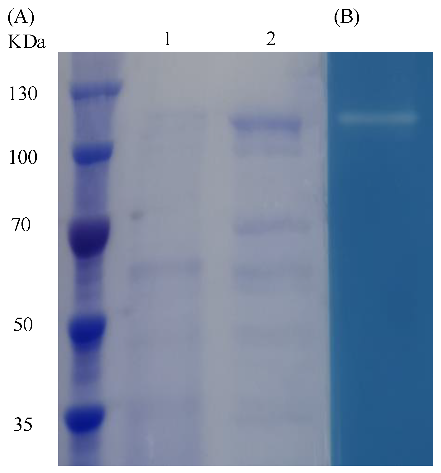 Marinedrugs 17 00592 g006