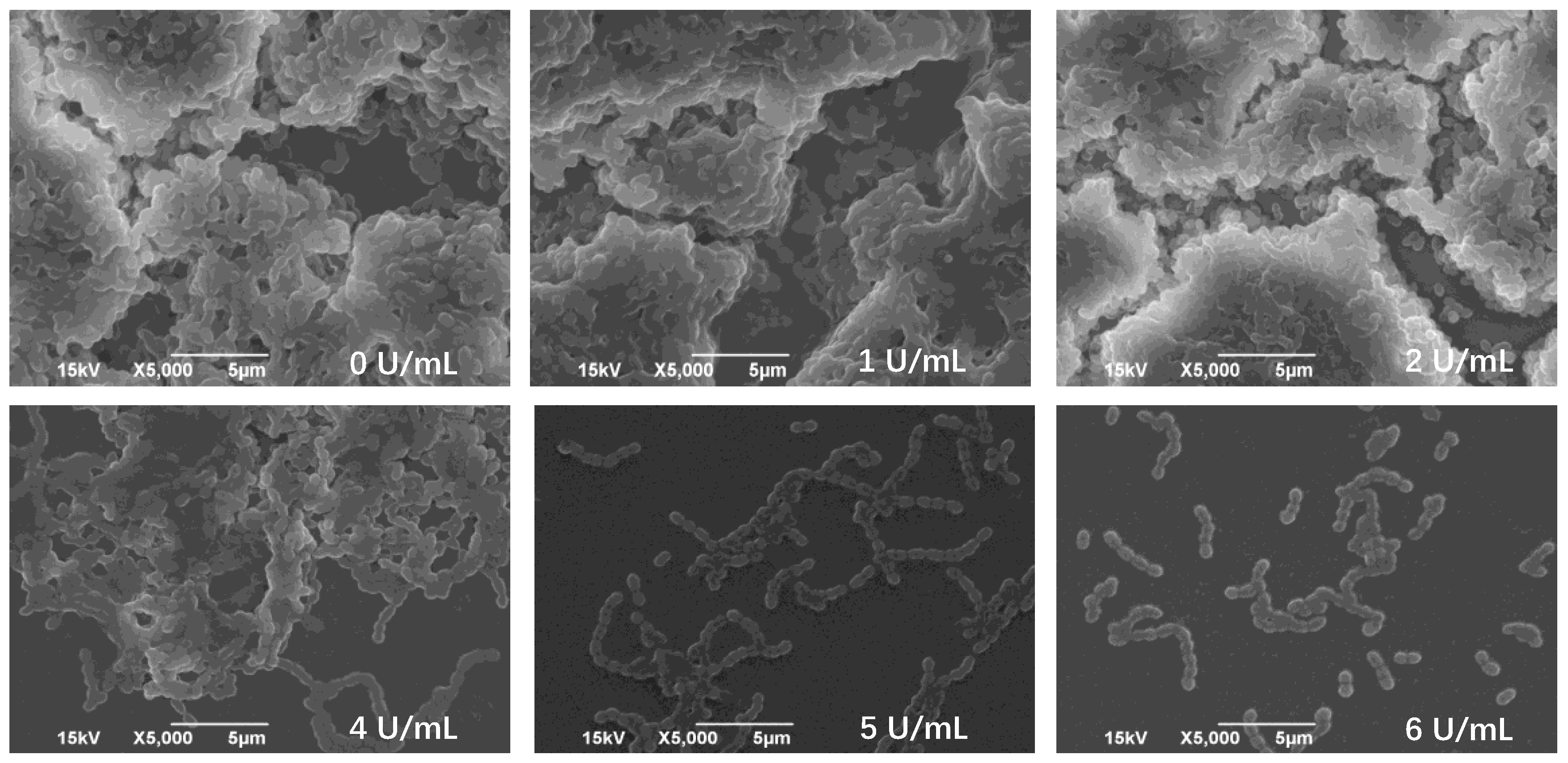 Marinedrugs 17 00592 g009