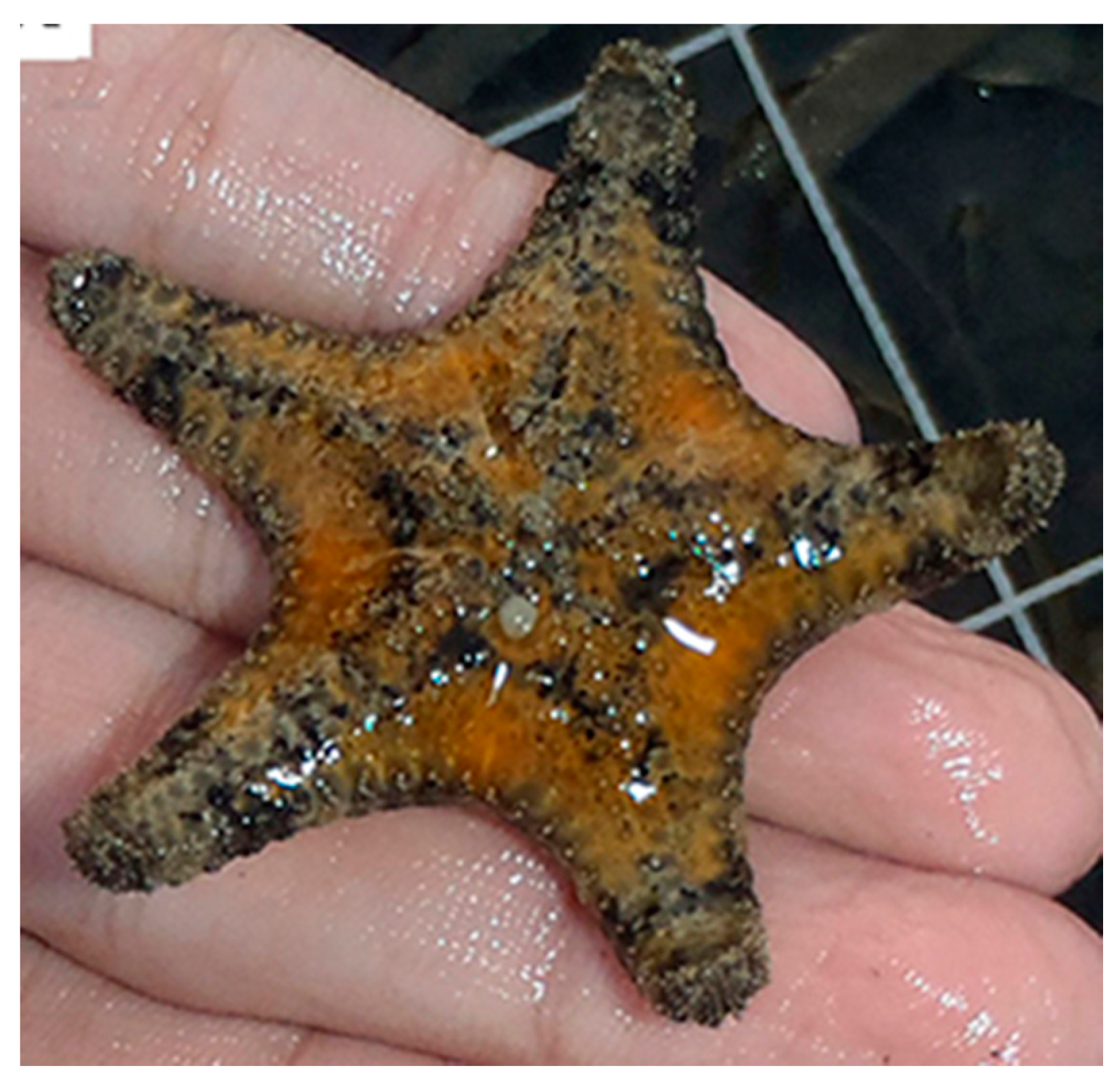 Marinedrugs 17 00617 g002