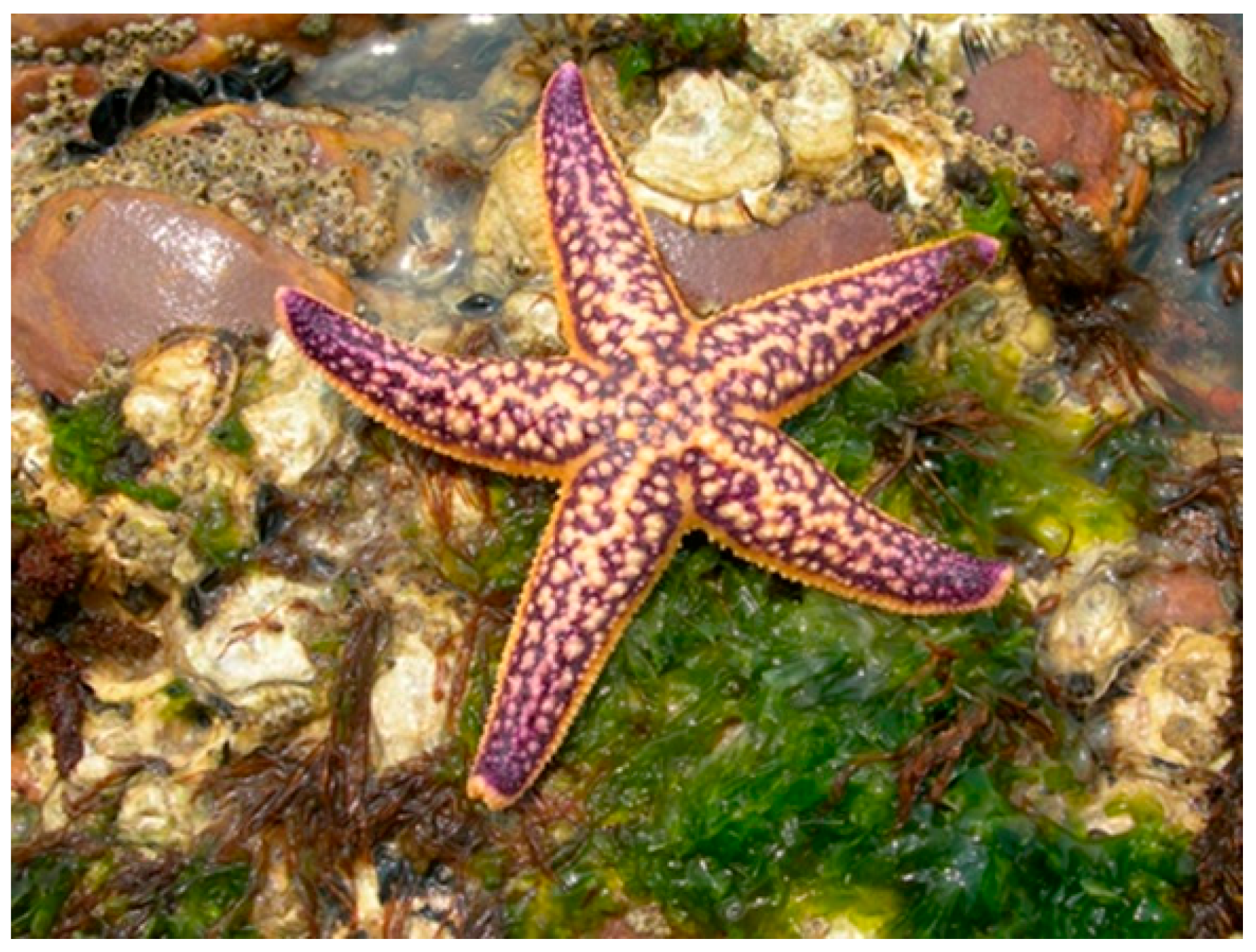 Marinedrugs 17 00617 g004