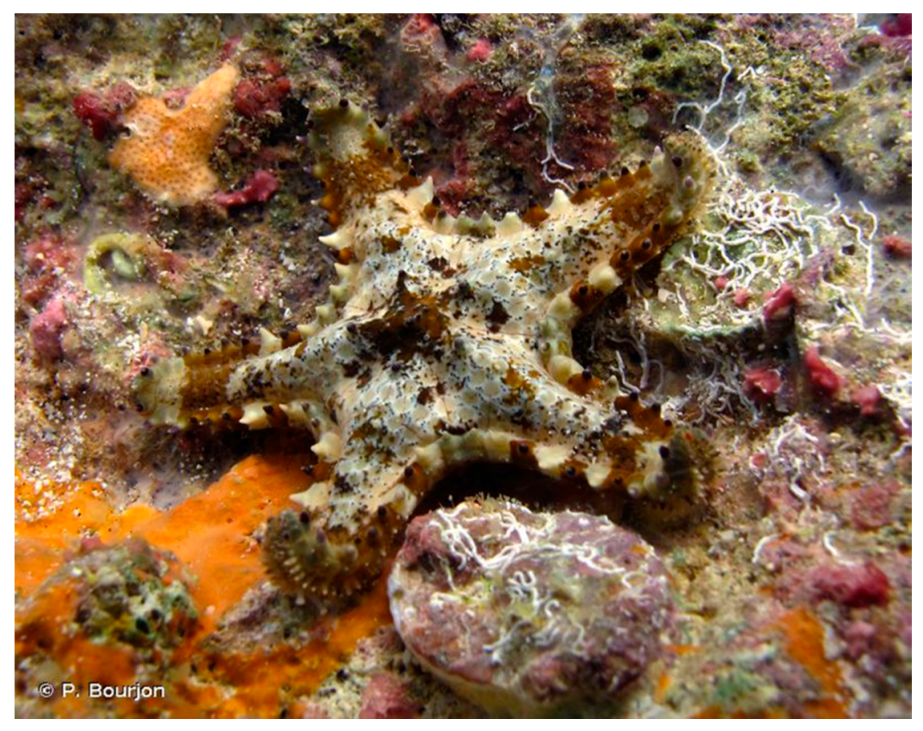 Marinedrugs 17 00617 g006