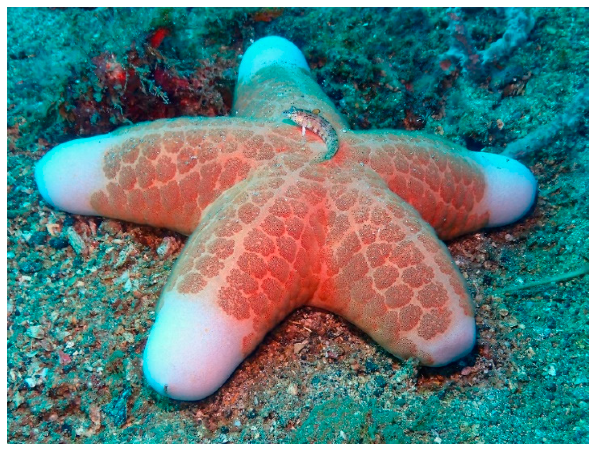 Marinedrugs 17 00617 g009