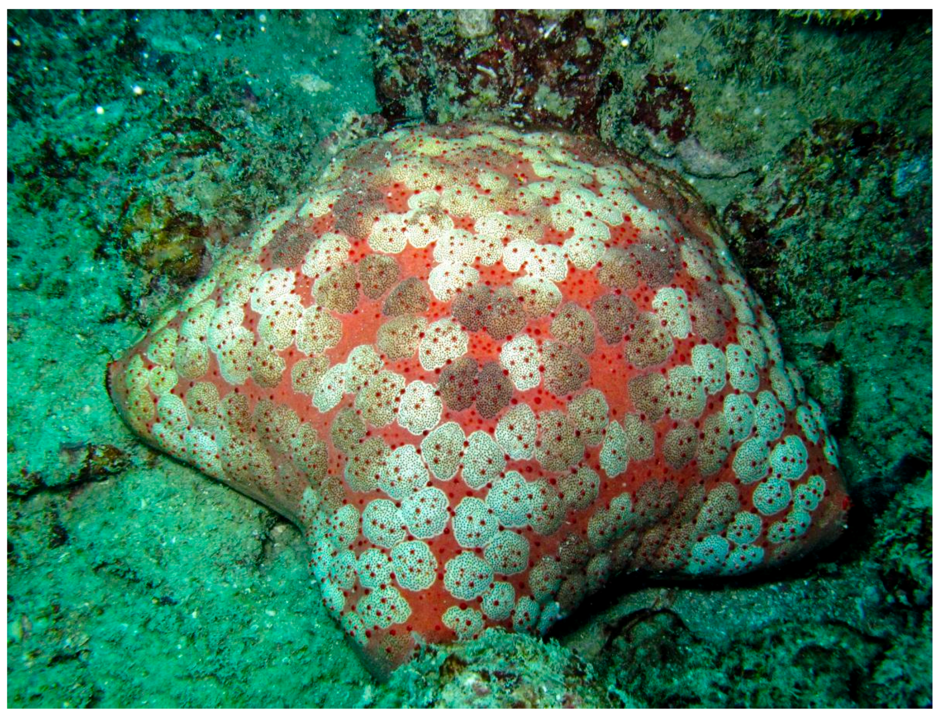 Marinedrugs 17 00617 g012