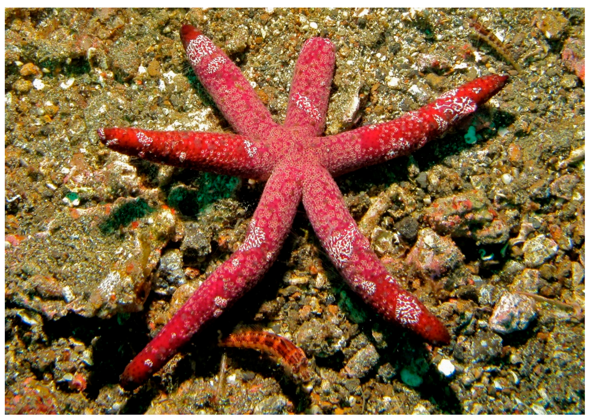 Marinedrugs 17 00617 g013