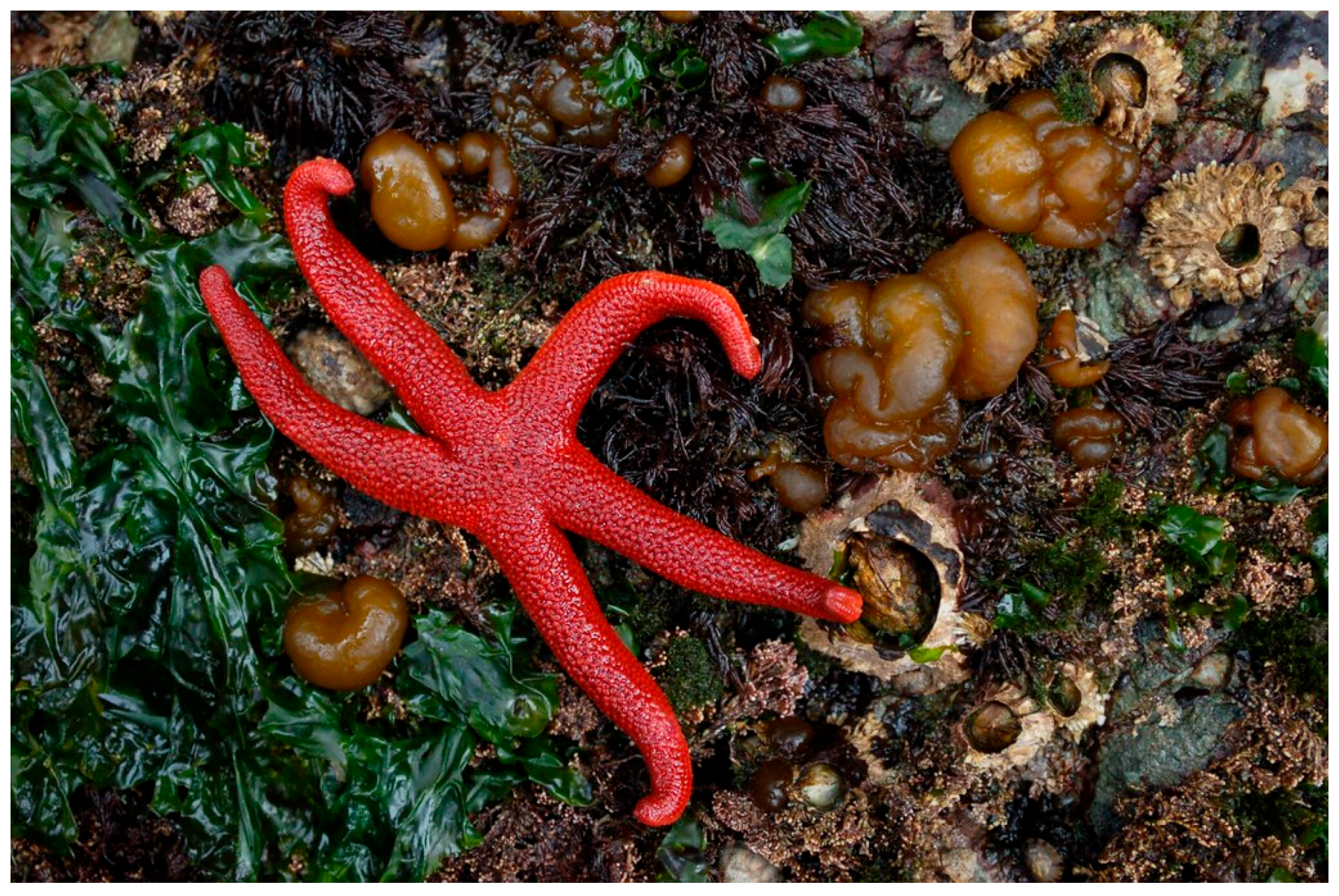 Marinedrugs 17 00617 g014