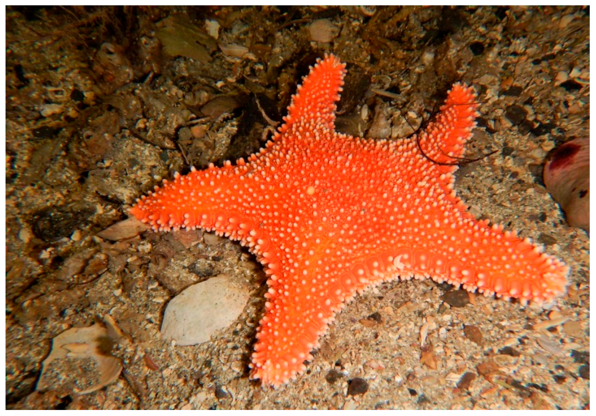 Marinedrugs 17 00617 g015