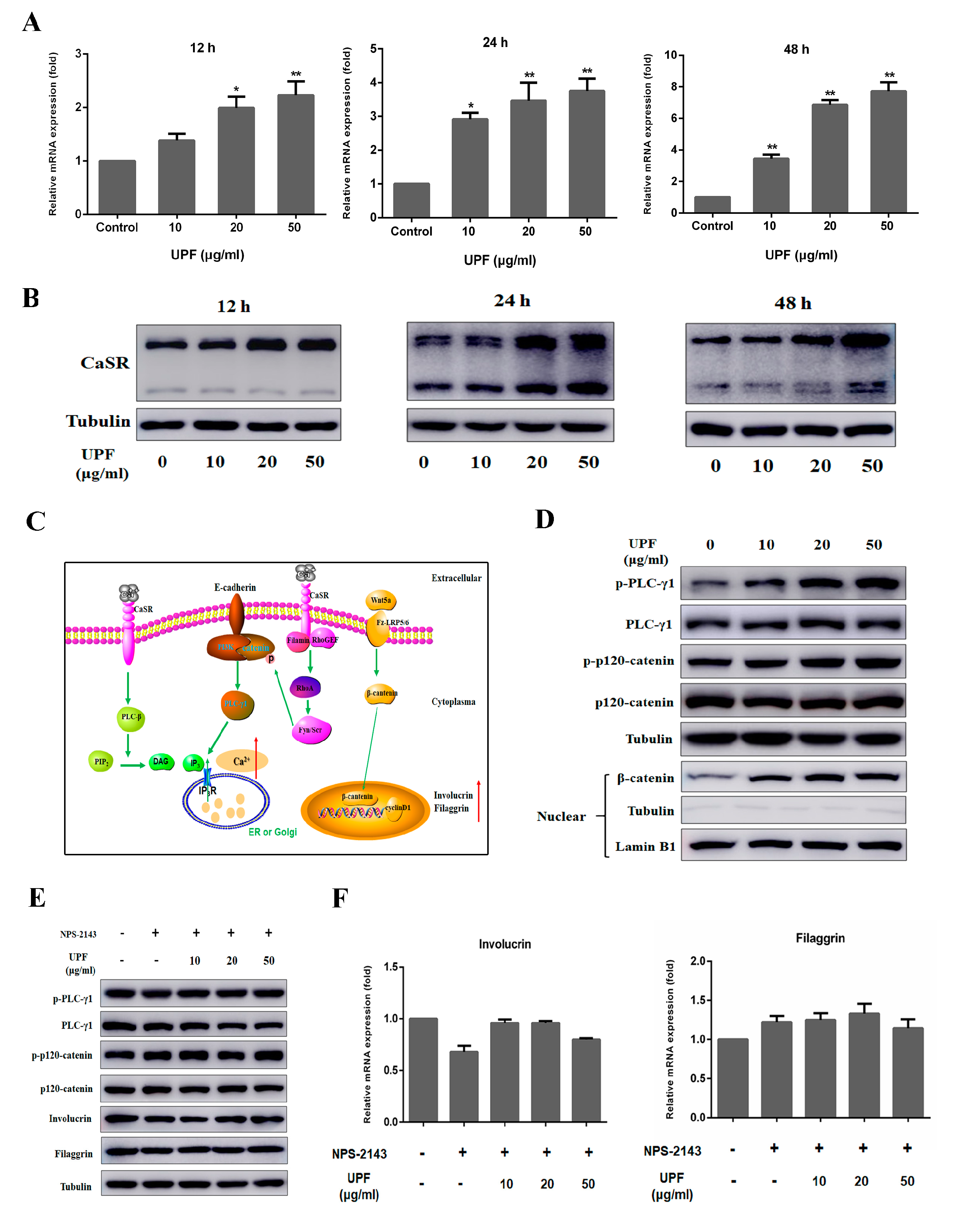 Marinedrugs 17 00660 g004 Marinedrugs 17 00660 g004