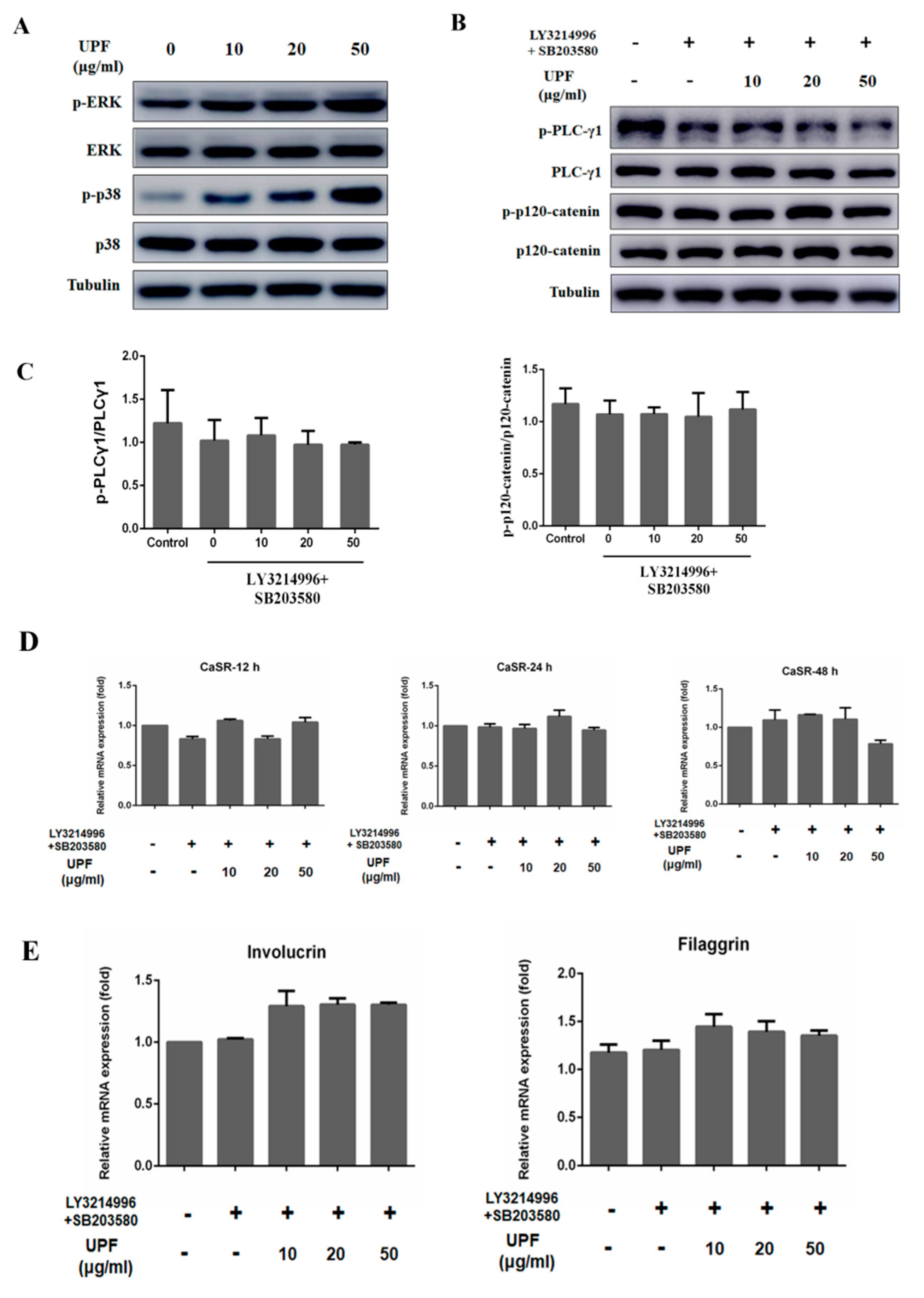 Marinedrugs 17 00660 g005 Marinedrugs 17 00660 g005