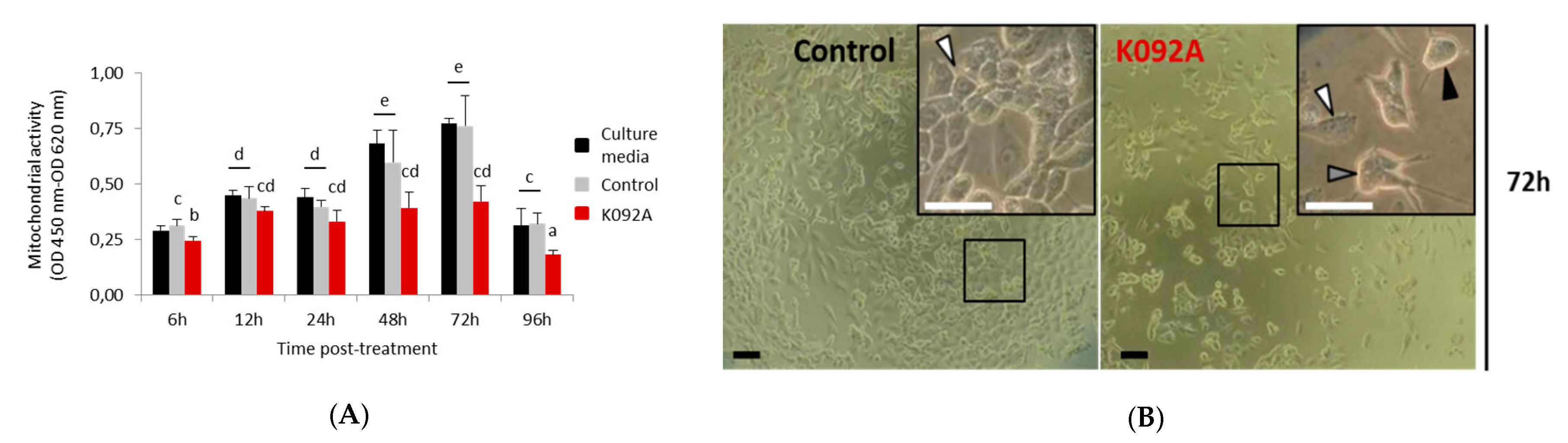 Marinedrugs 17 00672 g001 Marinedrugs 17 00672 g001