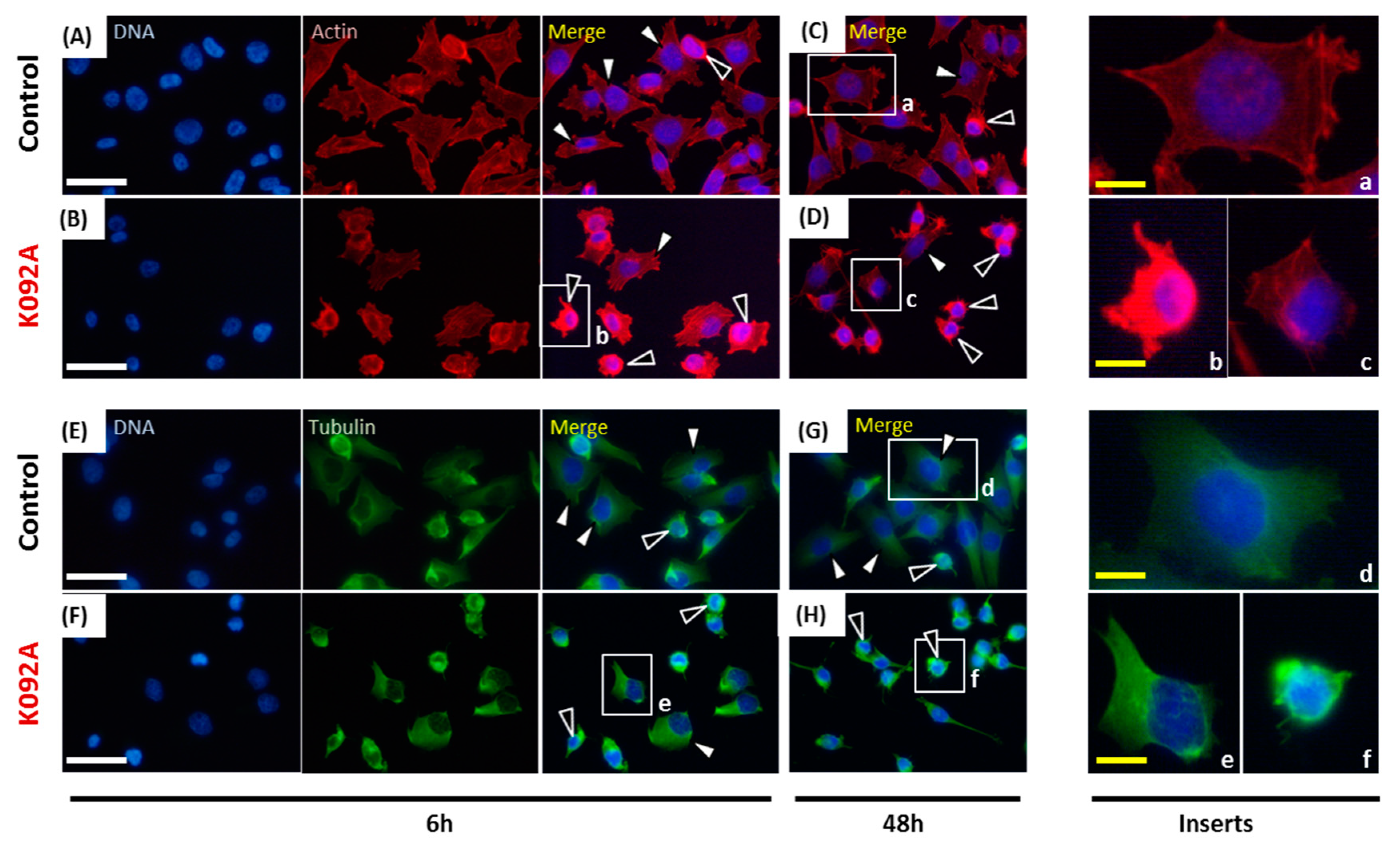 Marinedrugs 17 00672 g008 Marinedrugs 17 00672 g008