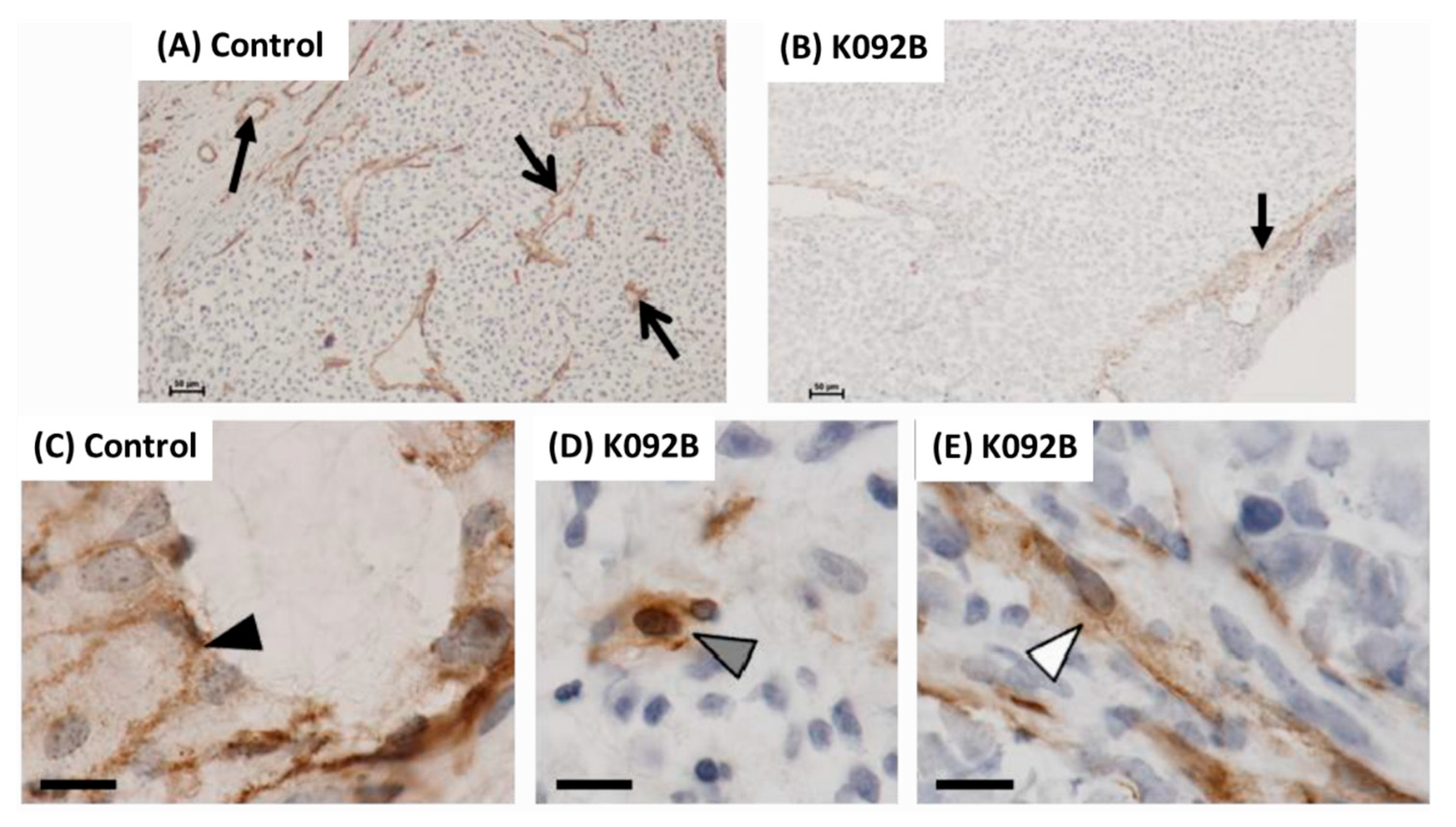 Marinedrugs 17 00672 g0a1 Marinedrugs 17 00672 g0a1