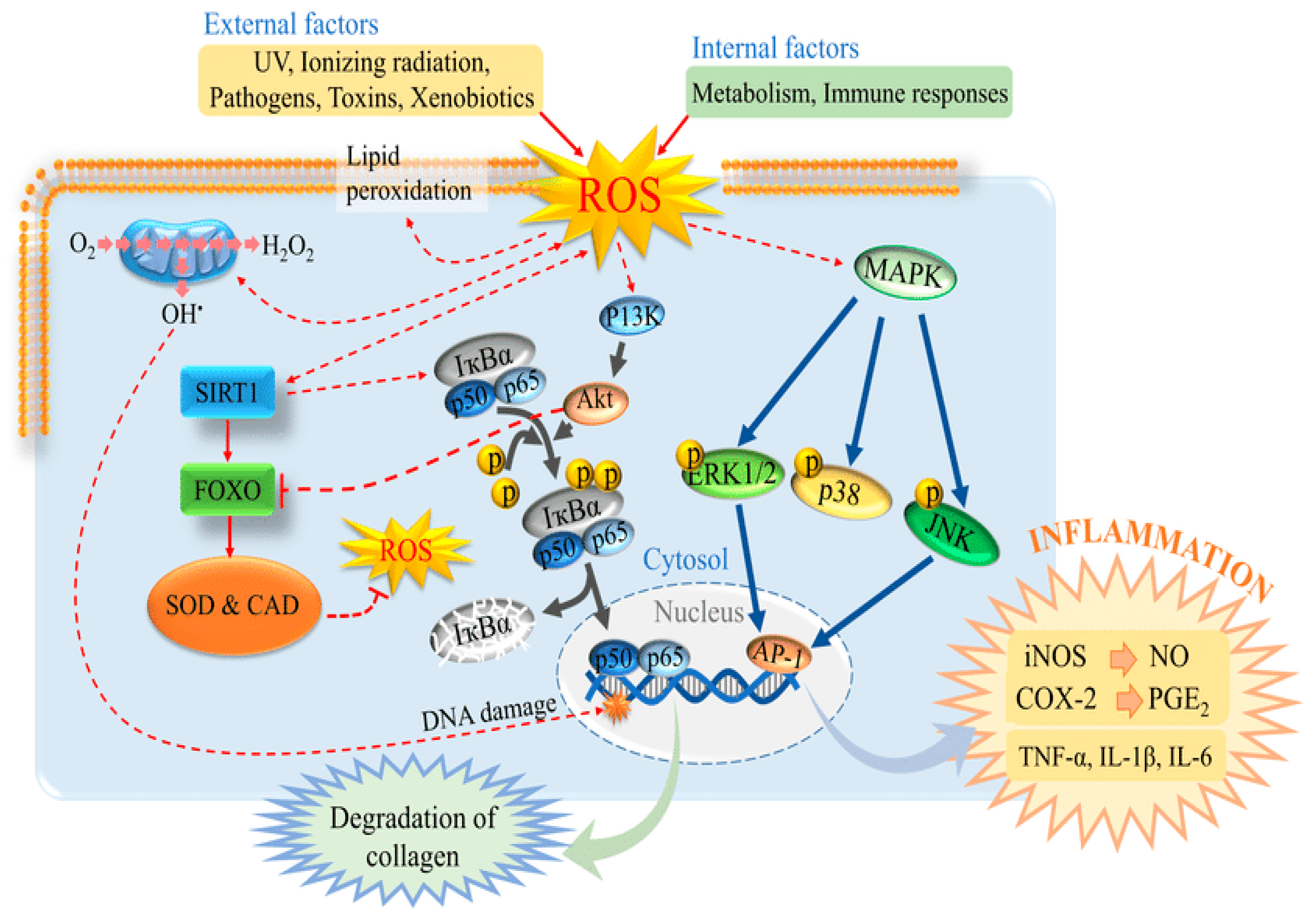Marinedrugs 18 00007 g008