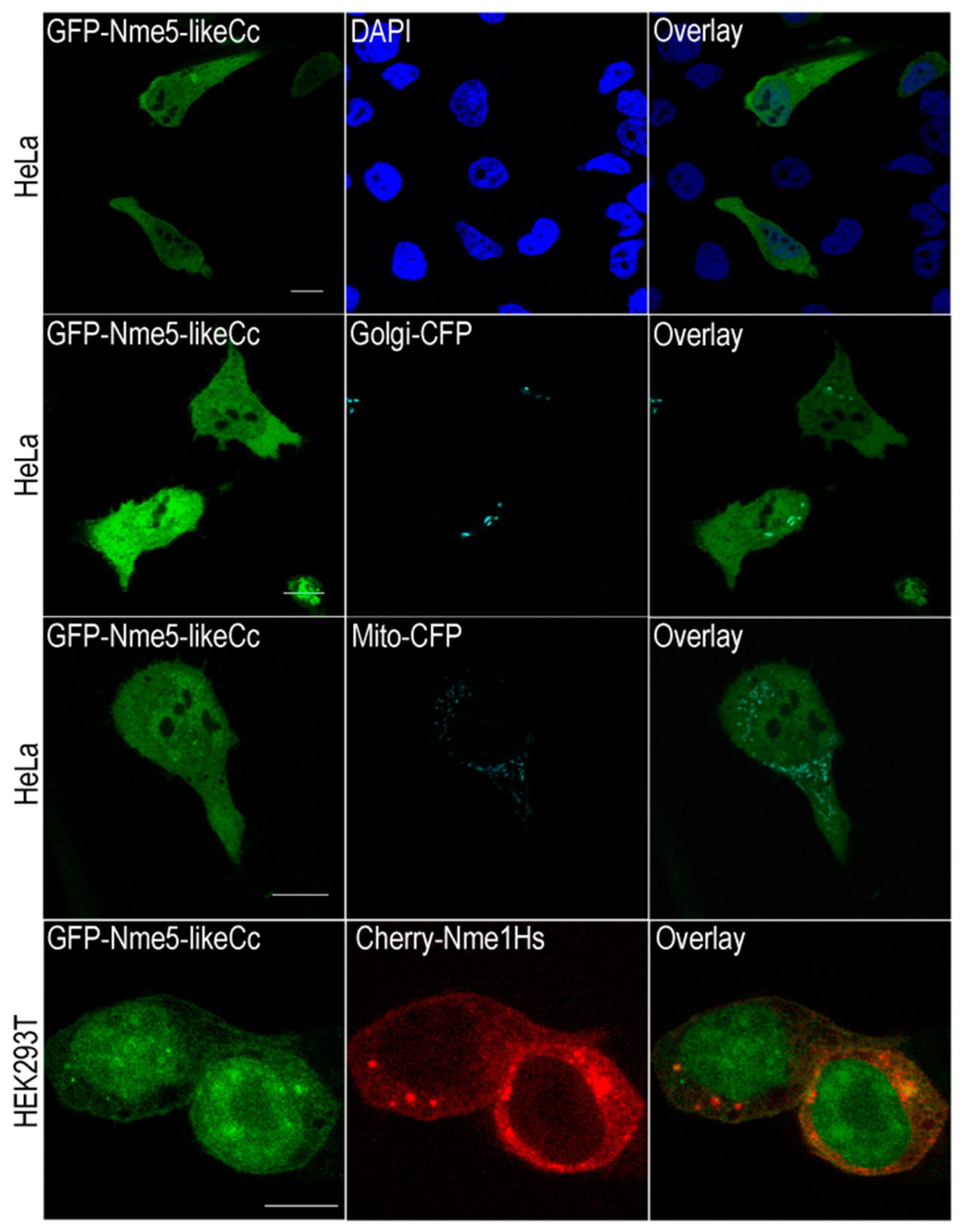 Marinedrugs 18 00013 g004 Marinedrugs 18 00013 g004