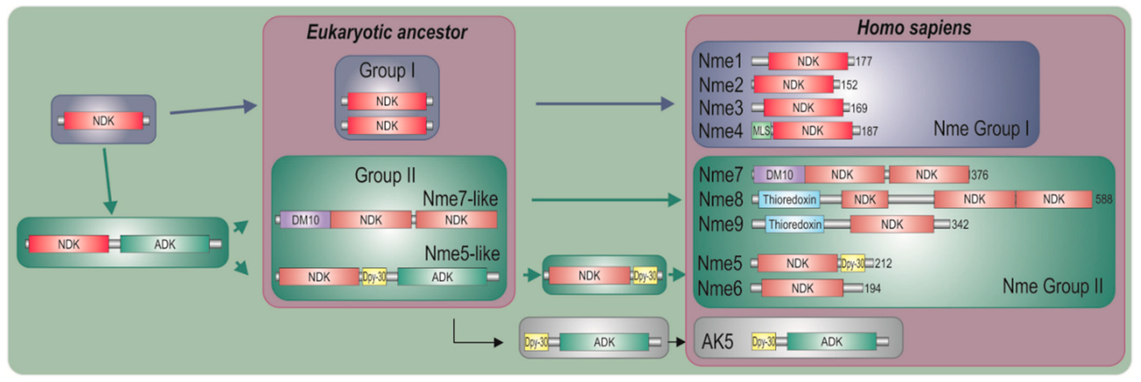 Marinedrugs 18 00013 g006 Marinedrugs 18 00013 g006