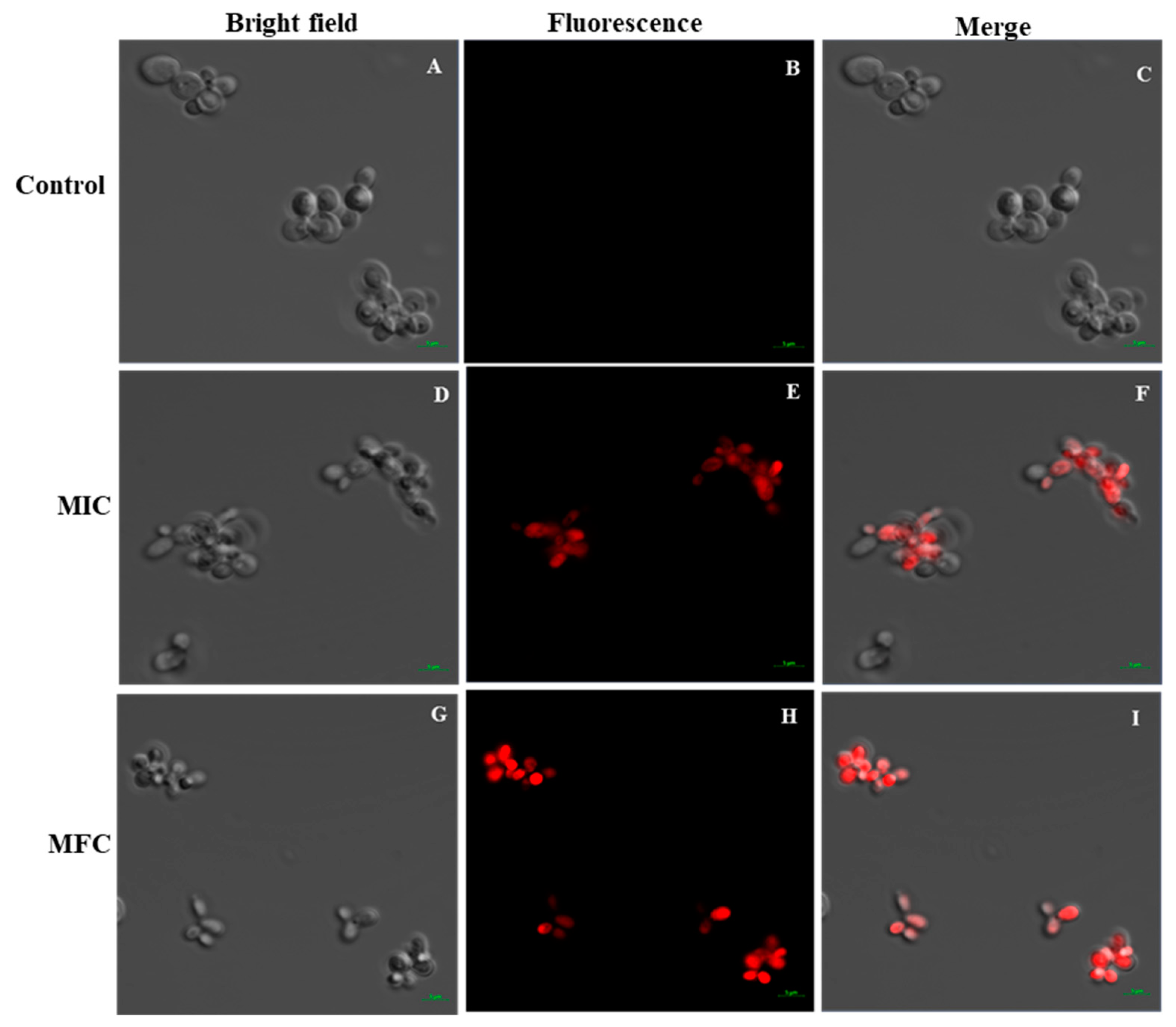 Marinedrugs 18 00056 g005