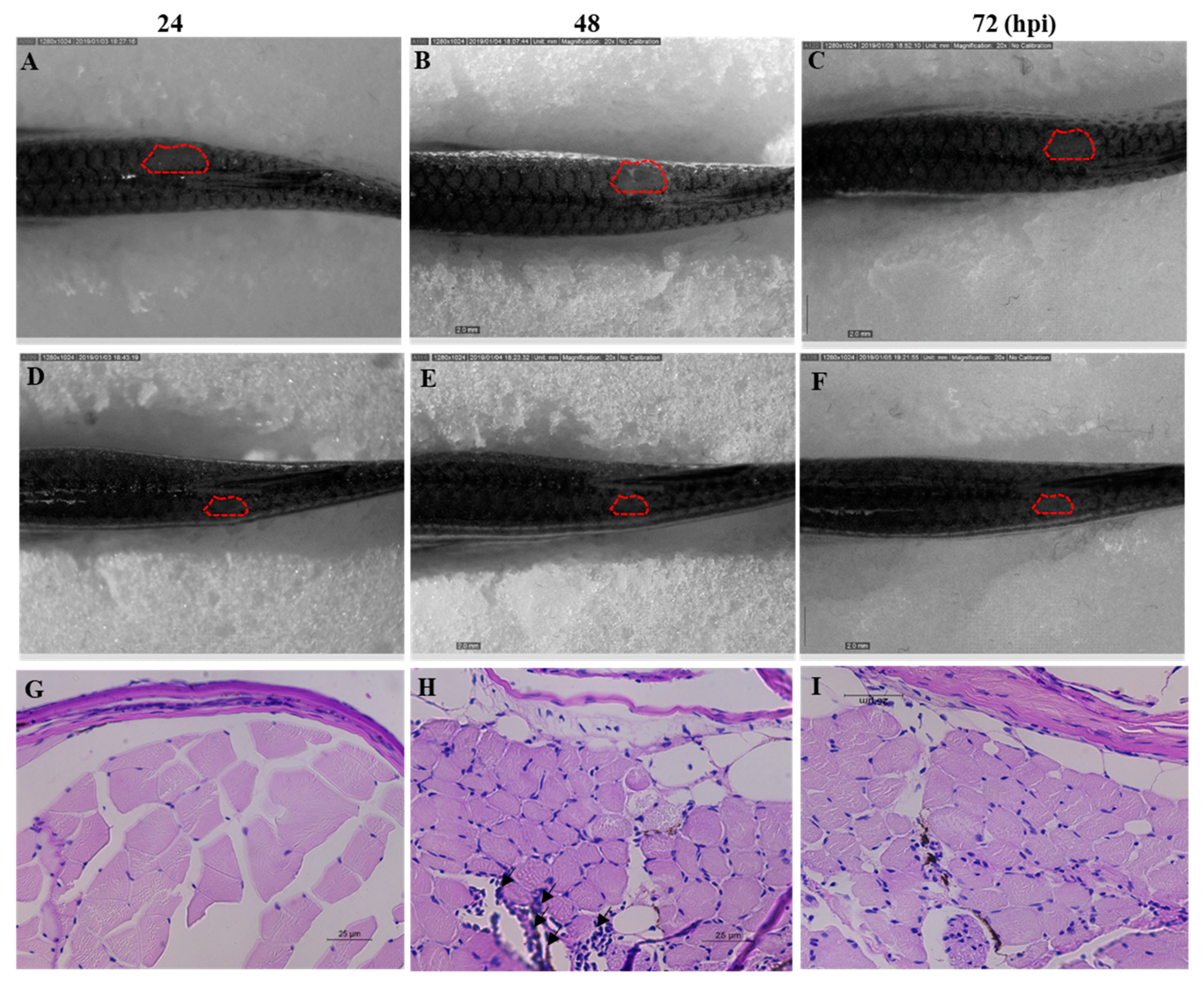 Marinedrugs 18 00056 g008
