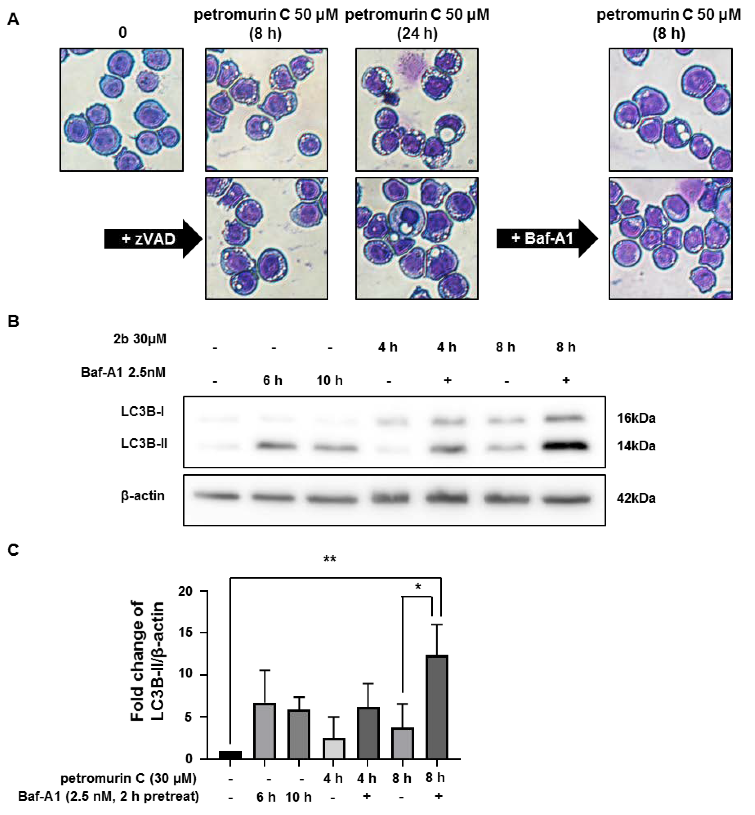 Marinedrugs 18 00057 g006a