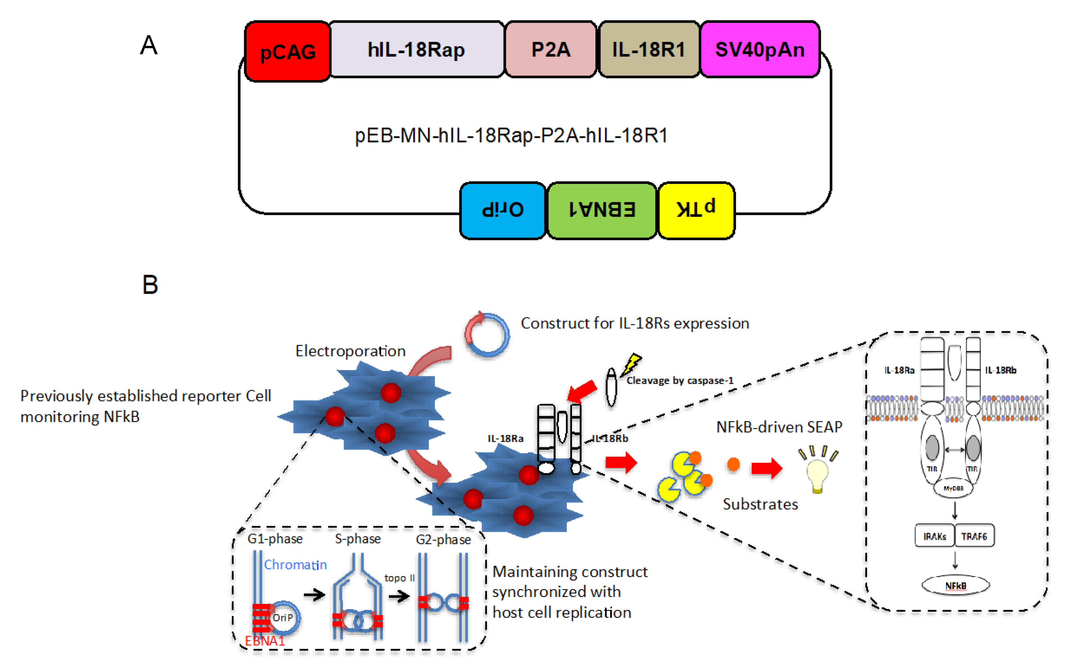 Marinedrugs 18 00060 g001