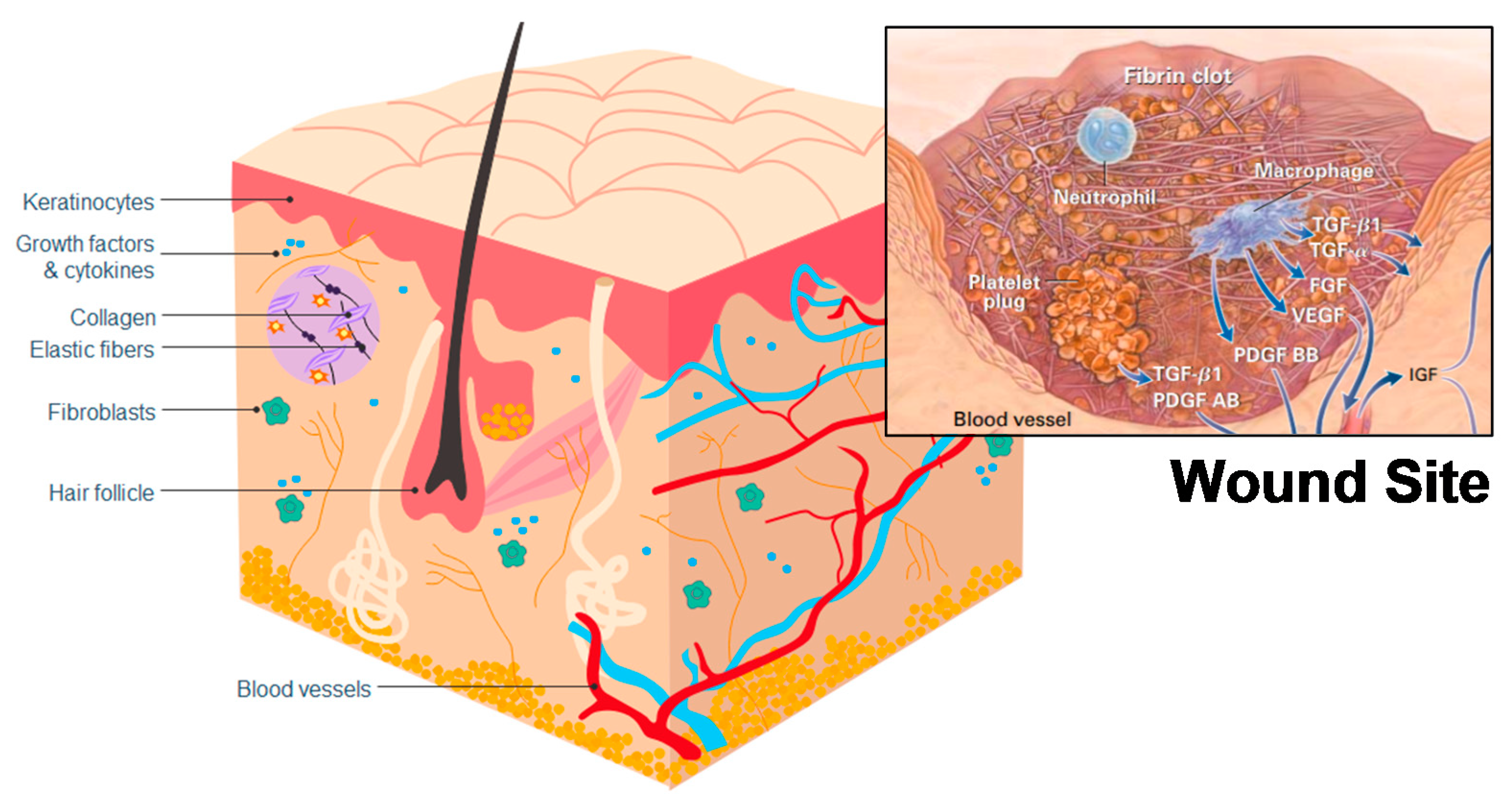 Marinedrugs 18 00064 g005