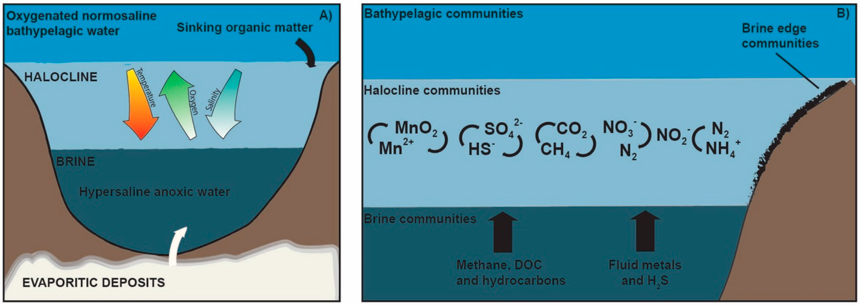 Marinedrugs 18 00091 g002